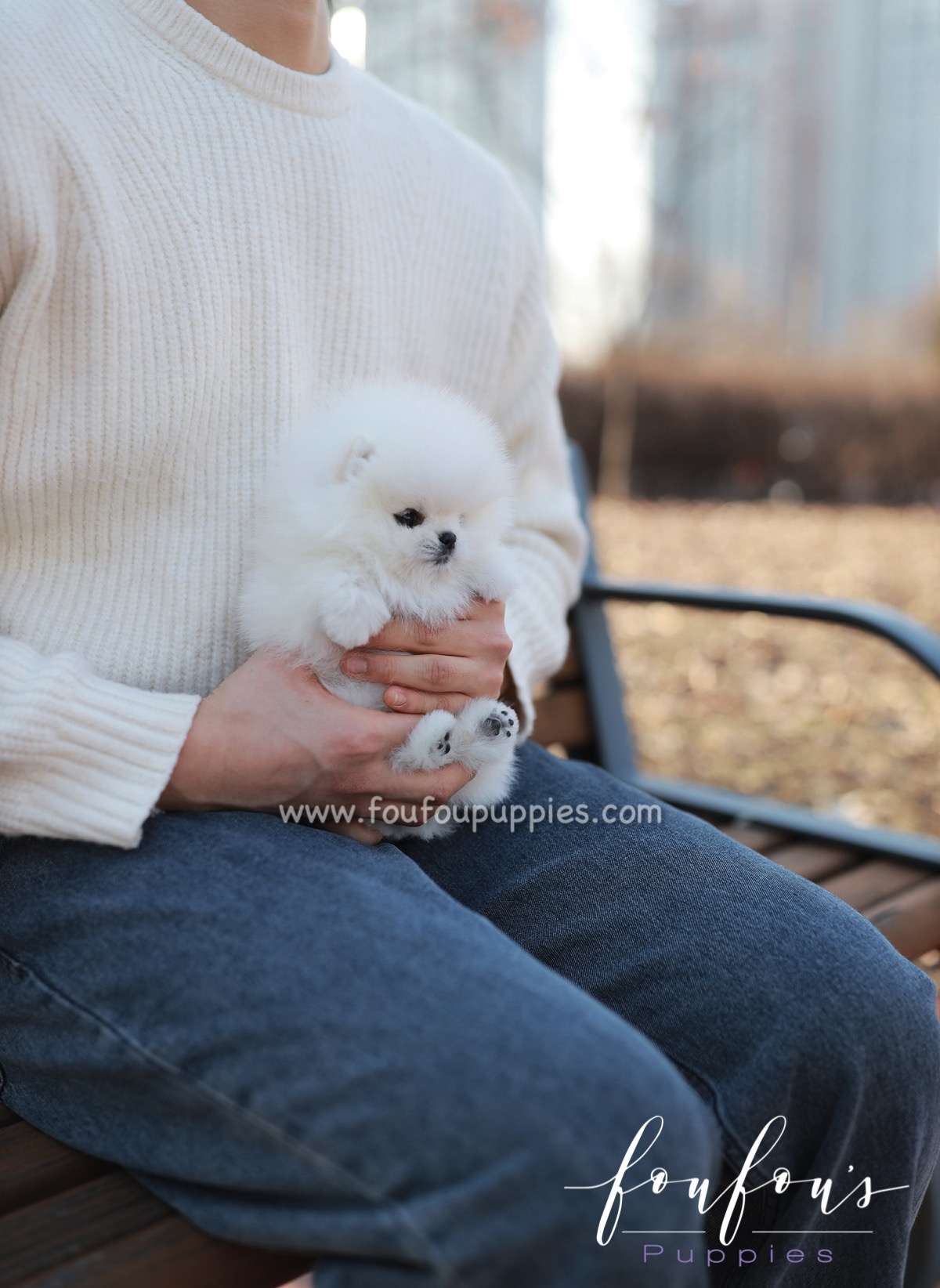 Pearl - Pomeranian F.