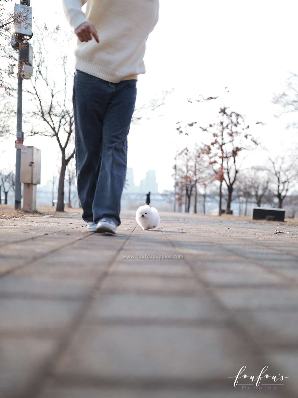 Duchess - Pomeranian F.