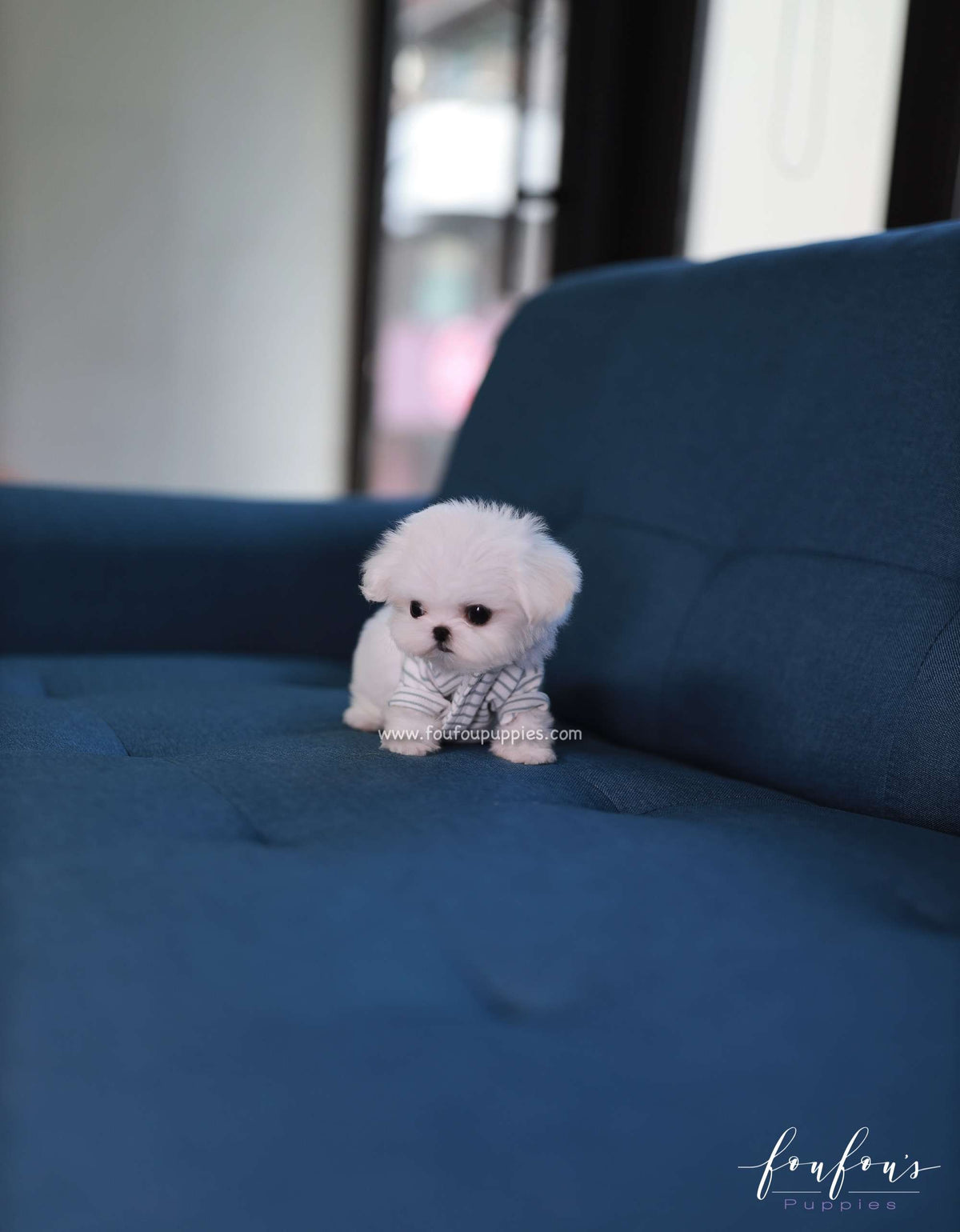 Bijou - Maltese F.