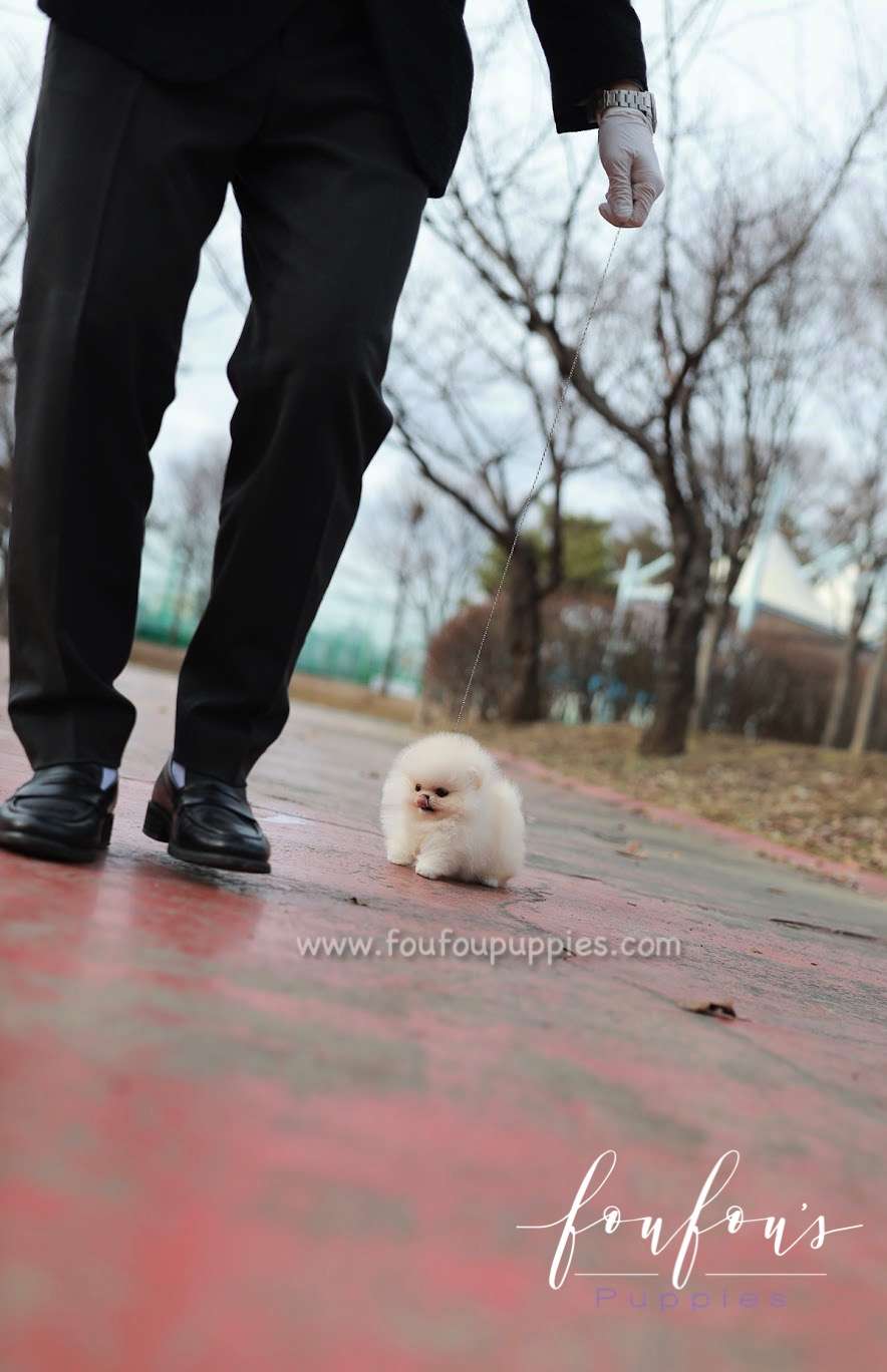 Amore- Pomeranian F.