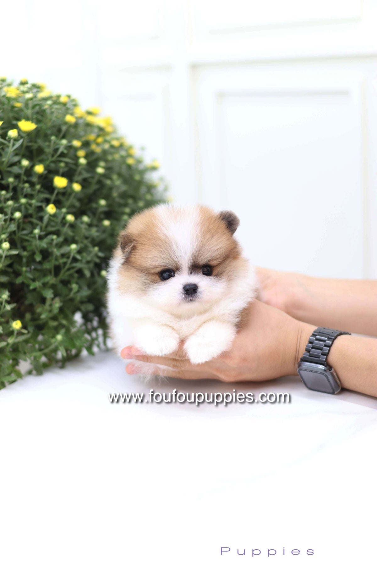Mushy - Pomeranian M.