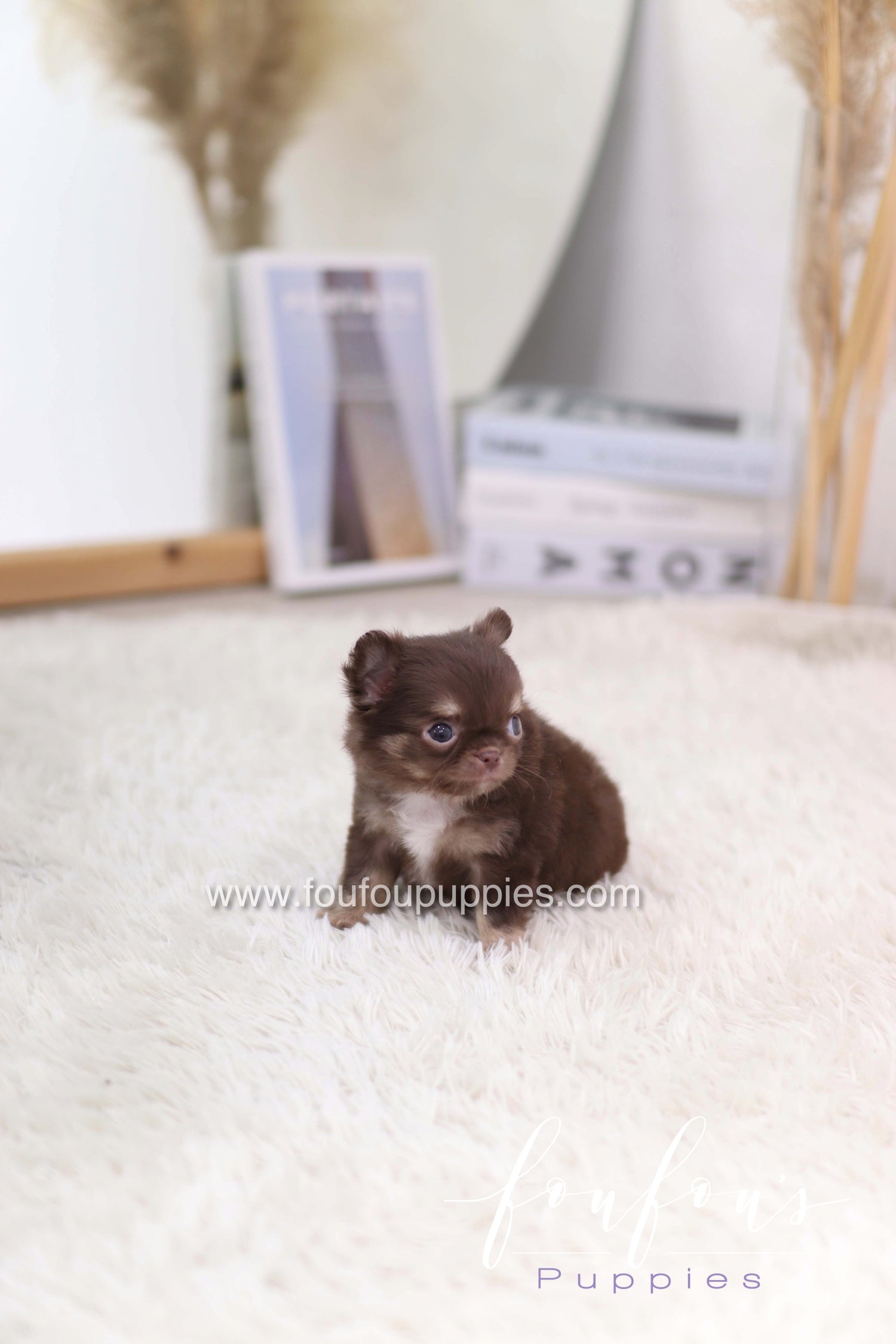 Mocha - Chihuahua F.