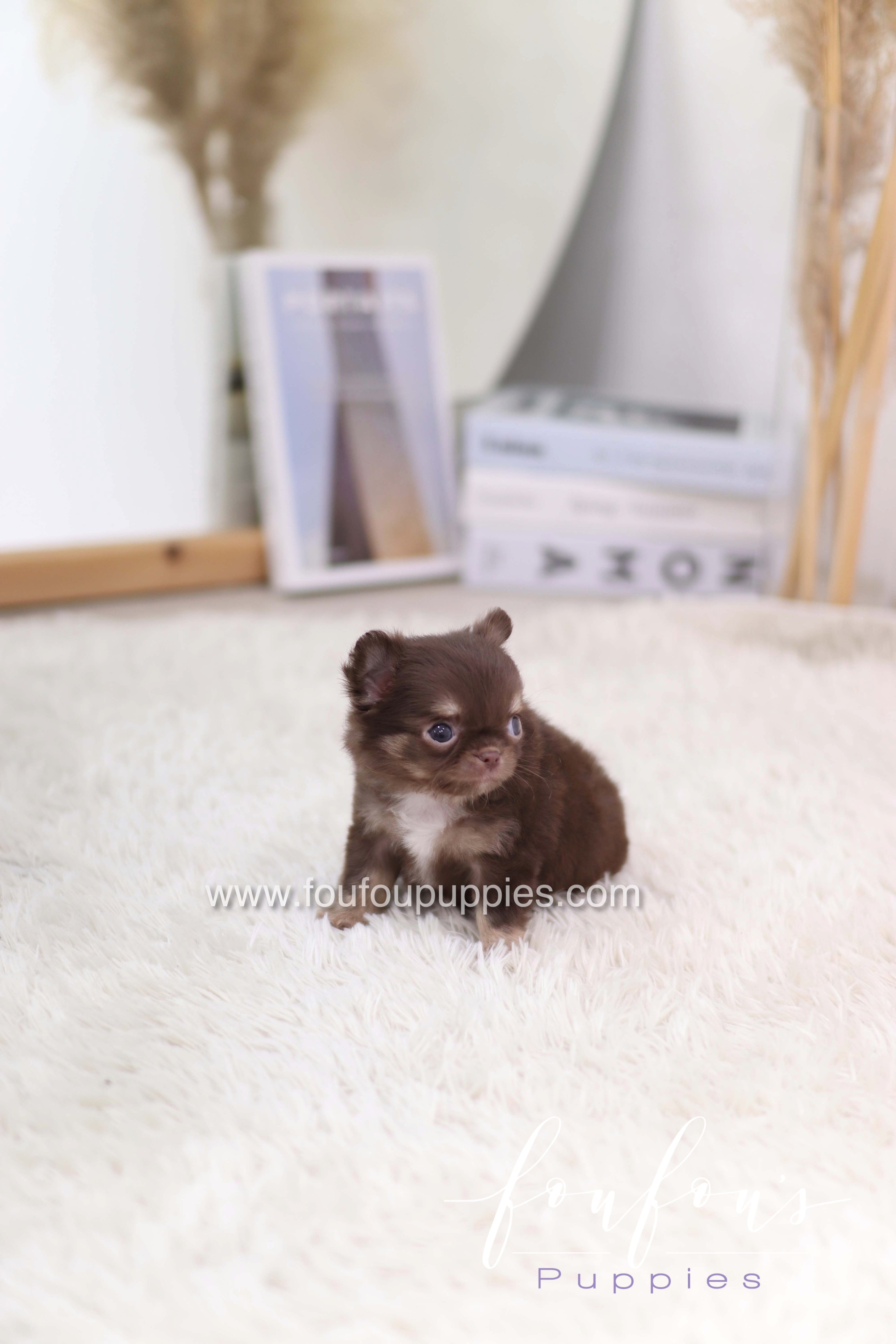 Mocha - Chihuahua F.
