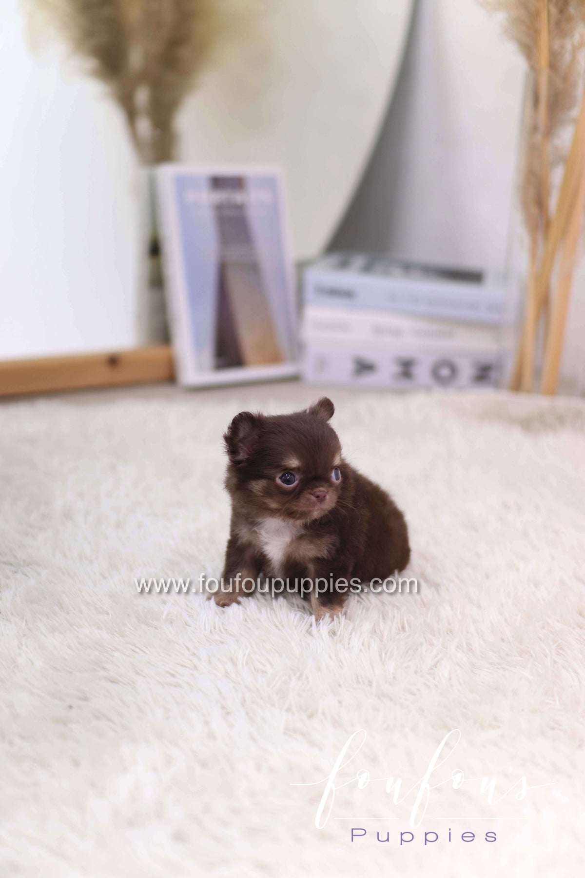 Mocha - Chihuahua F.