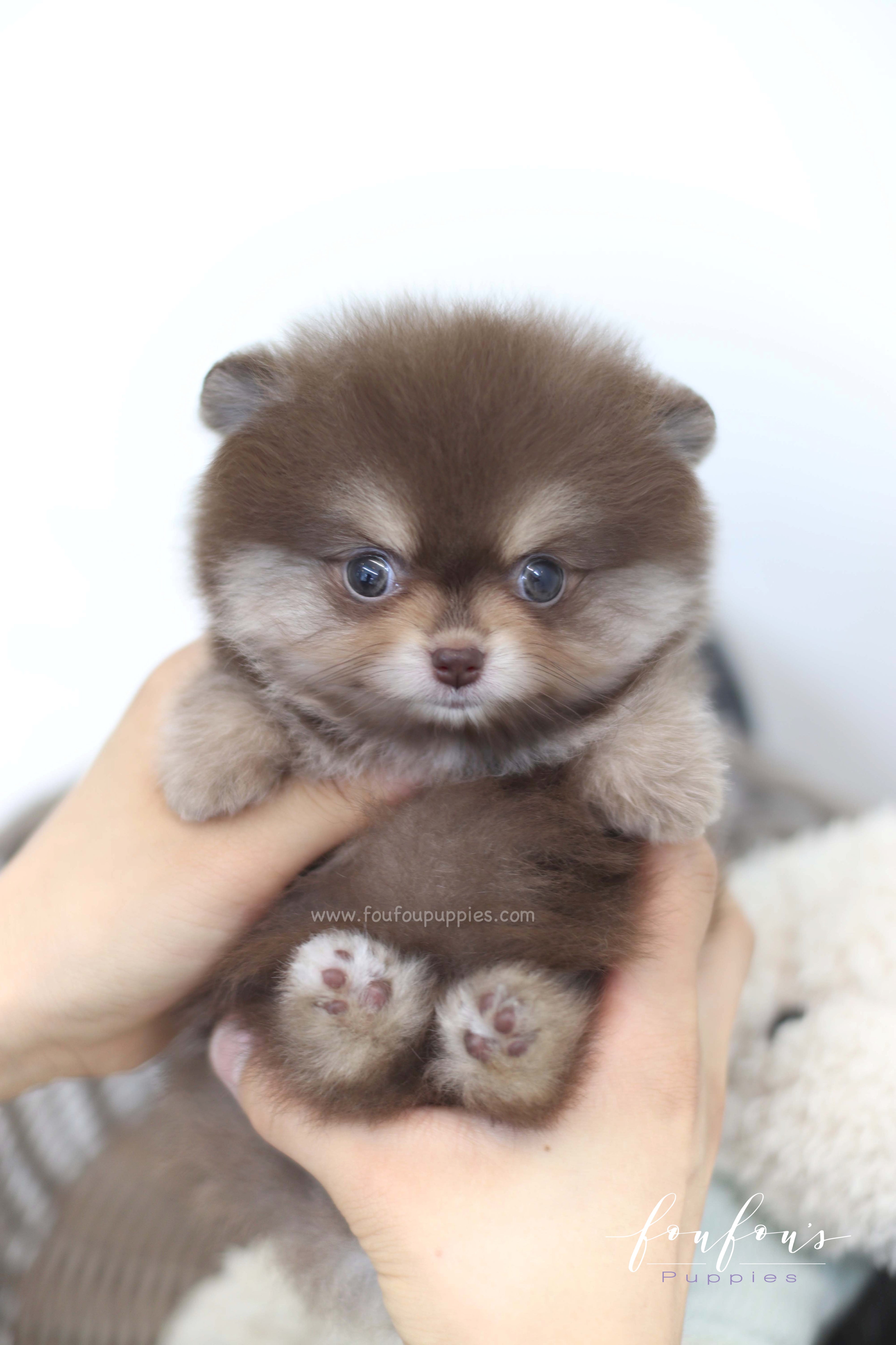 Twix - Pomeranian F.