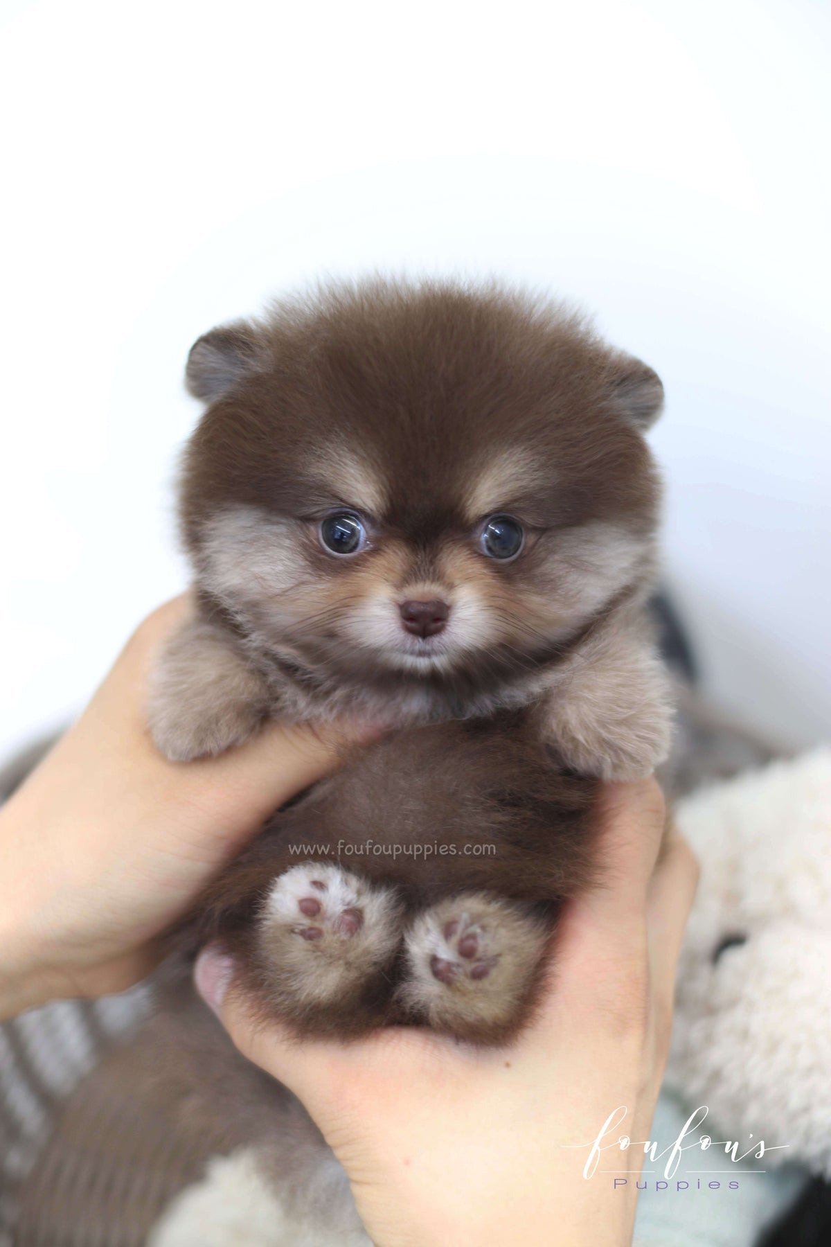Twix - Pomeranian F.