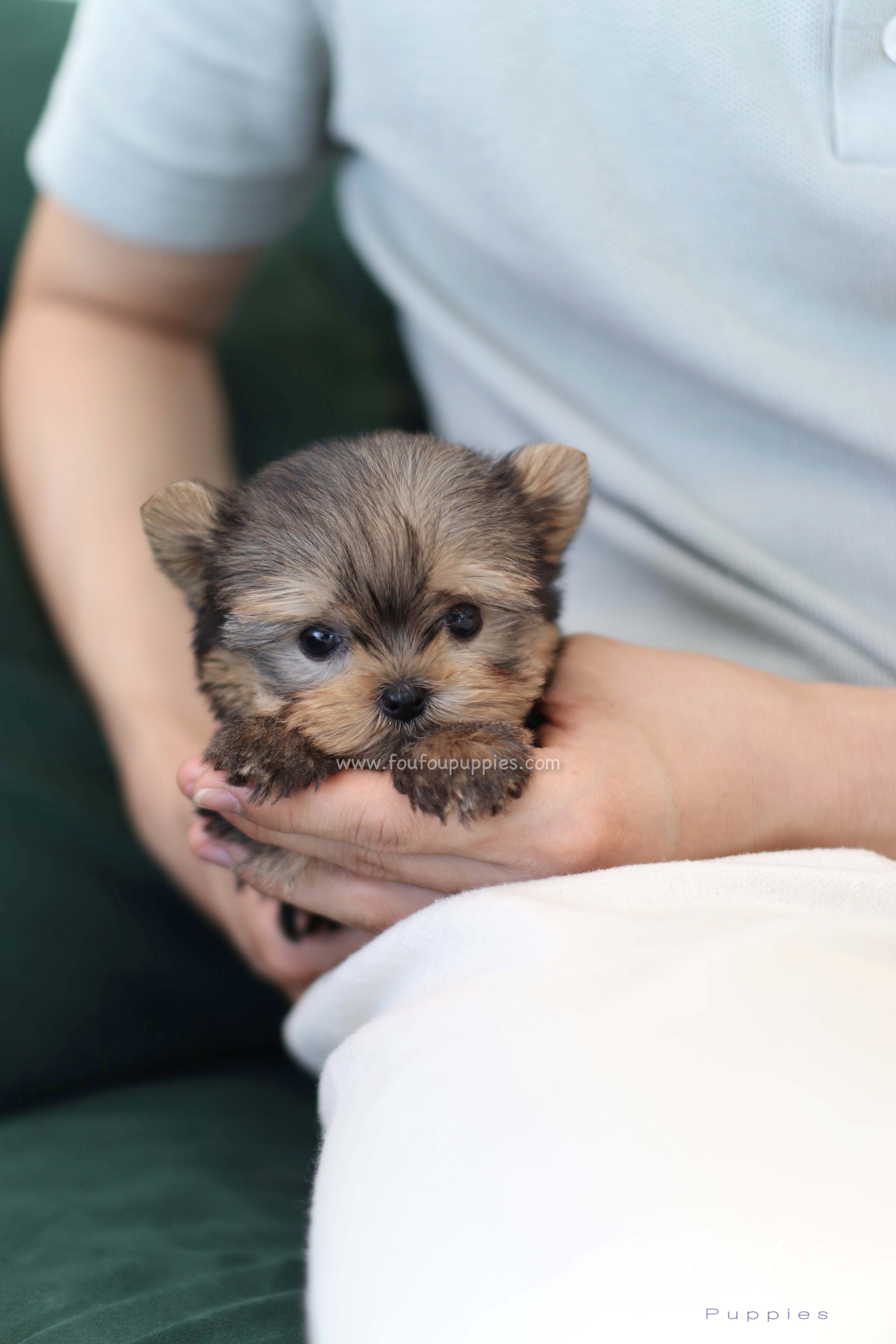 Fairy - Yorkshire Terrier F.
