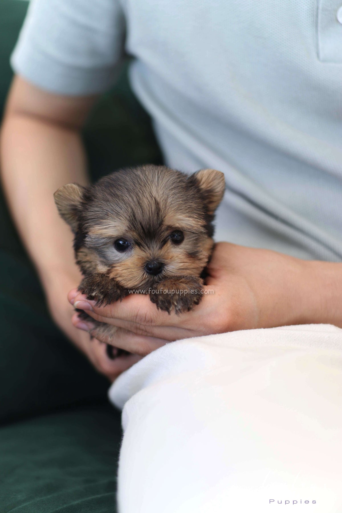 Fairy - Yorkshire Terrier F.