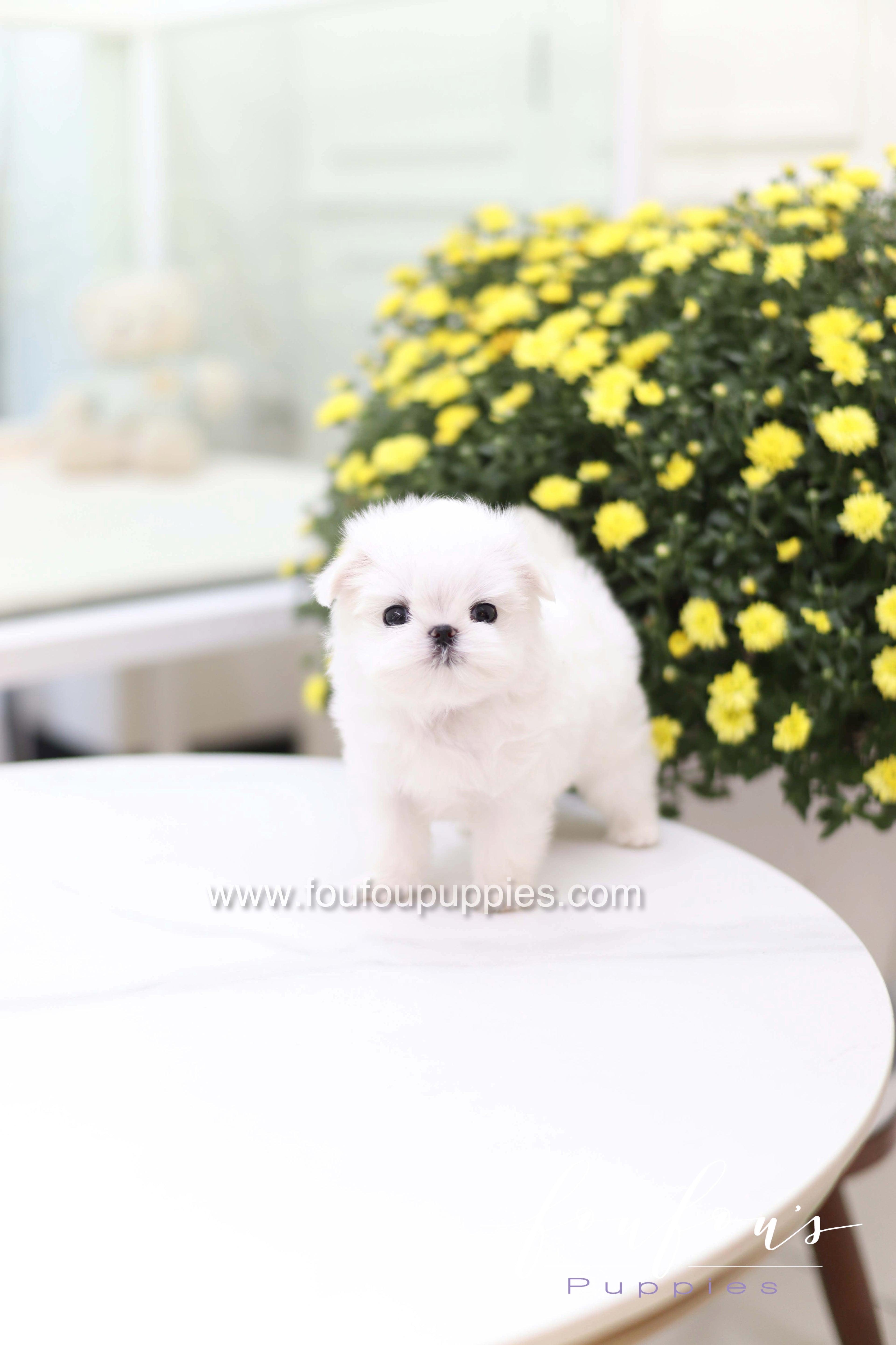 Teeny - Maltese F.
