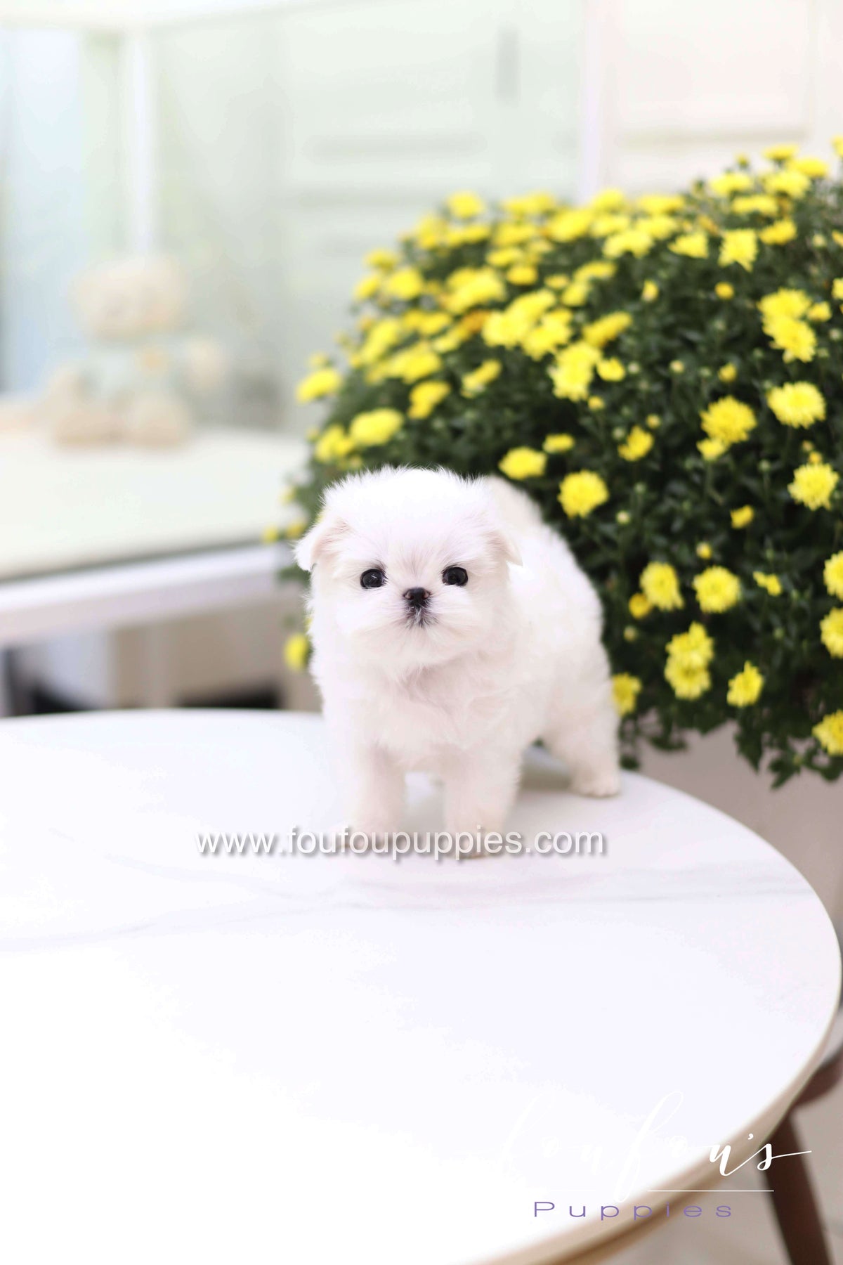 Teeny - Maltese F.