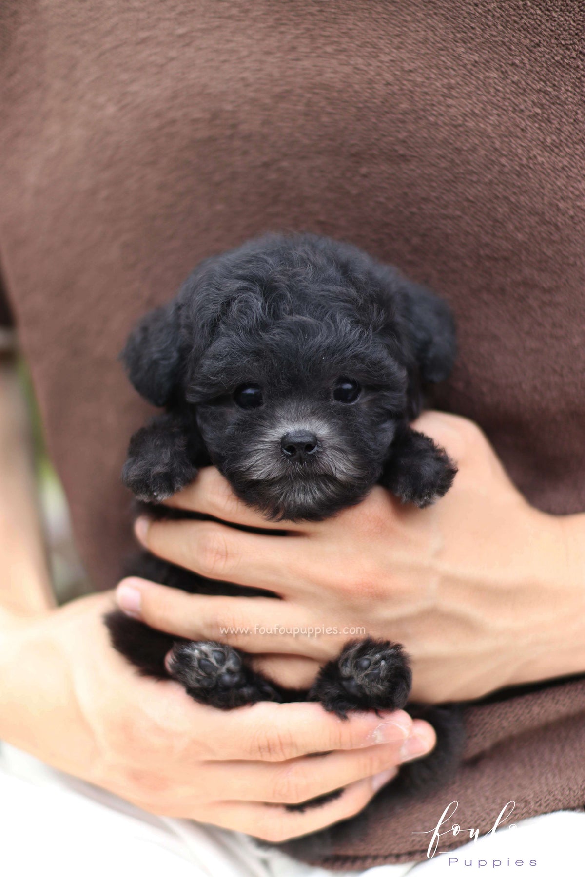 Dahlia - Poodle F.