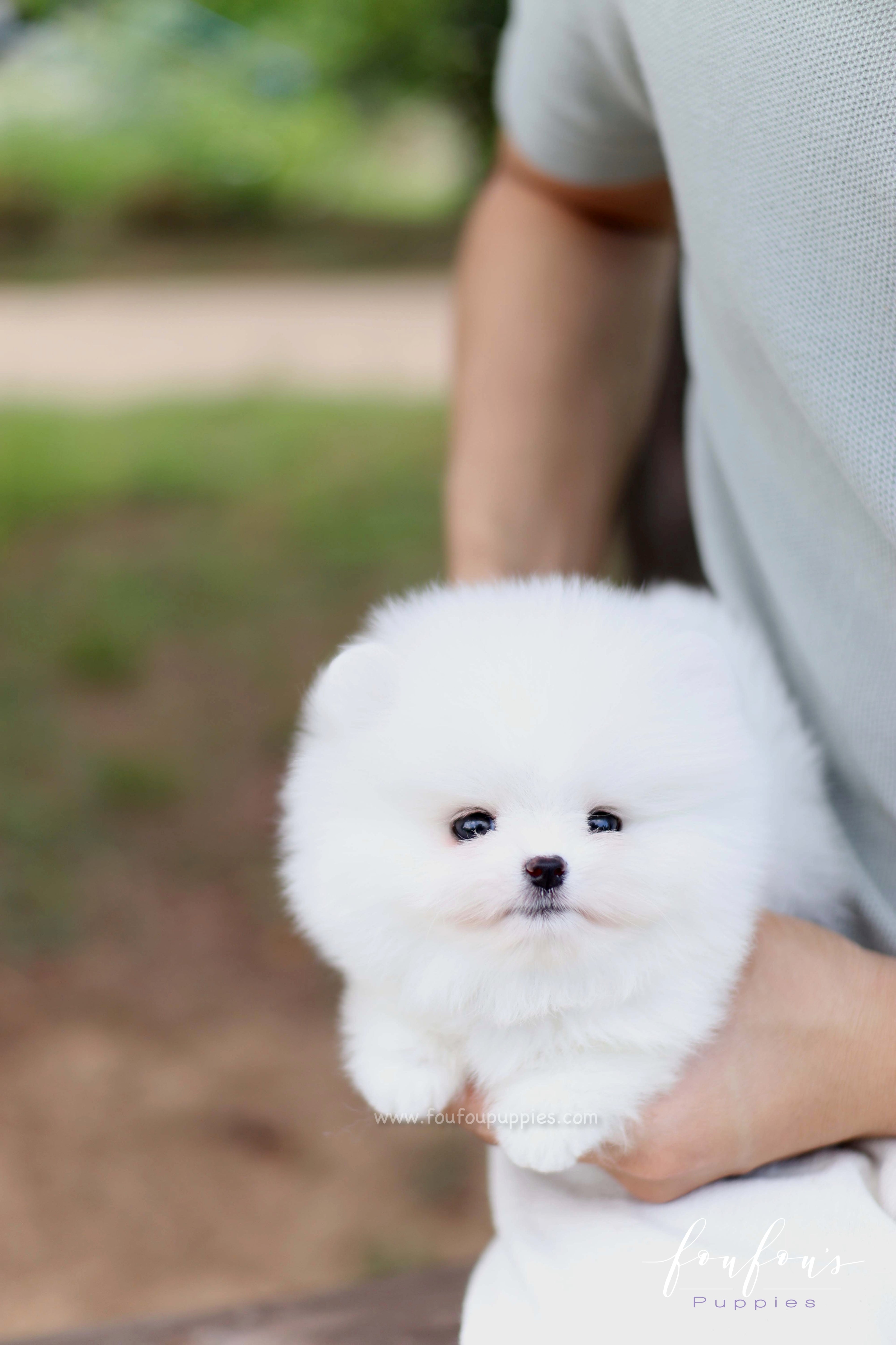 Nova - Pomeranian M.