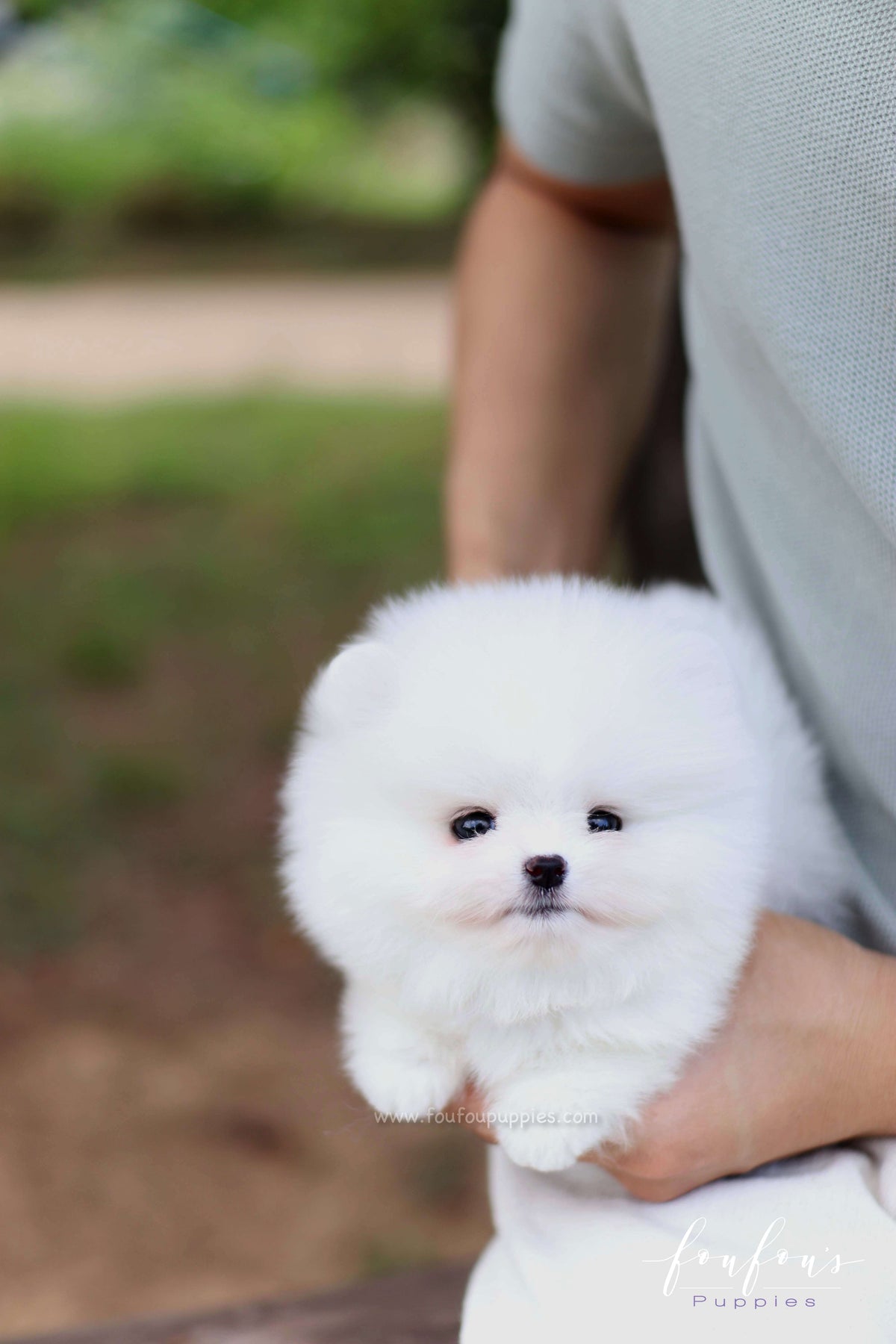 Nova - Pomeranian M.