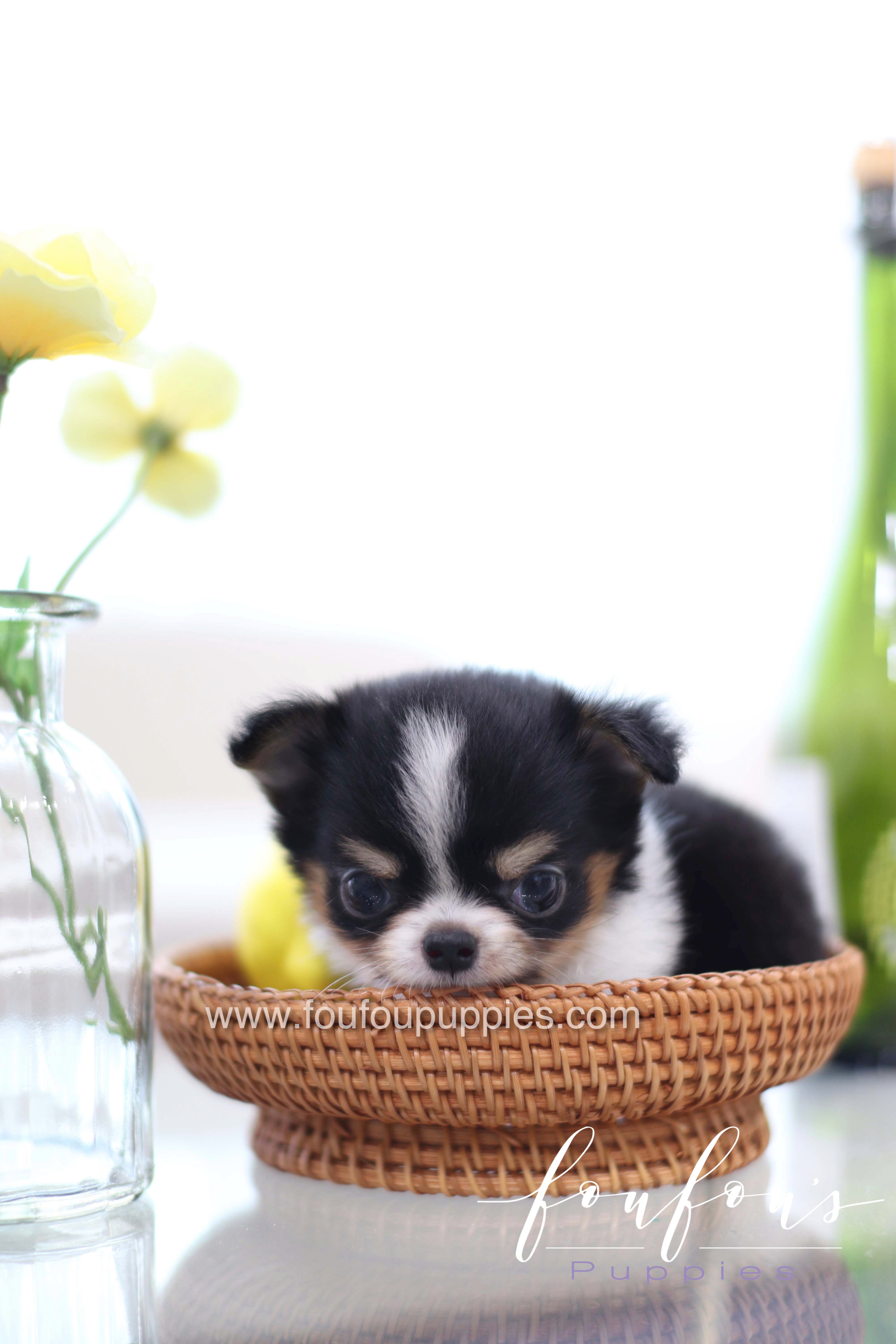 Pablo - Chihuahua M.