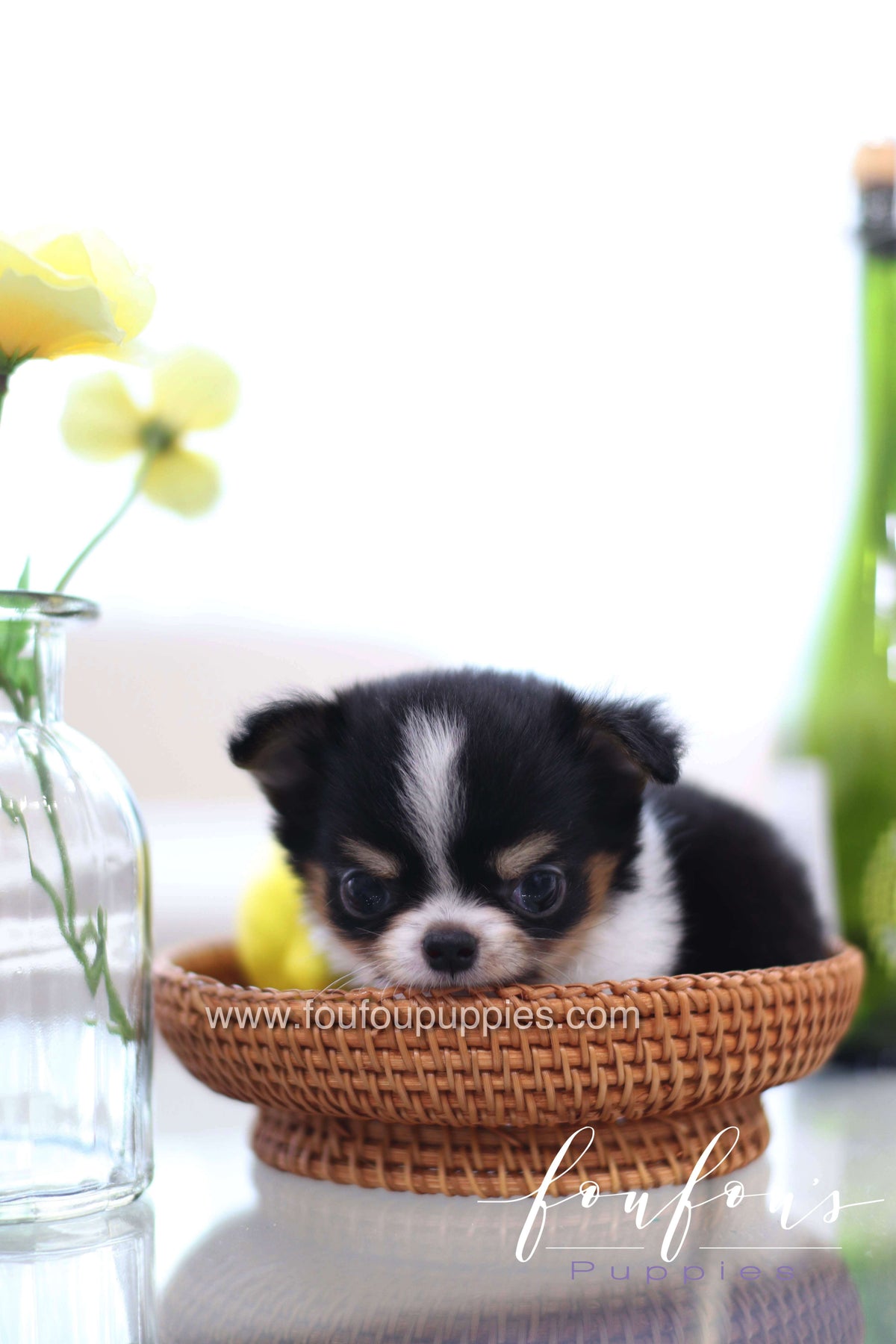 Pablo - Chihuahua M.