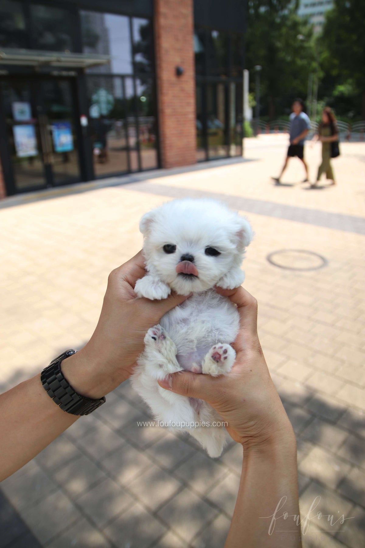 PoohBear - Maltese M.