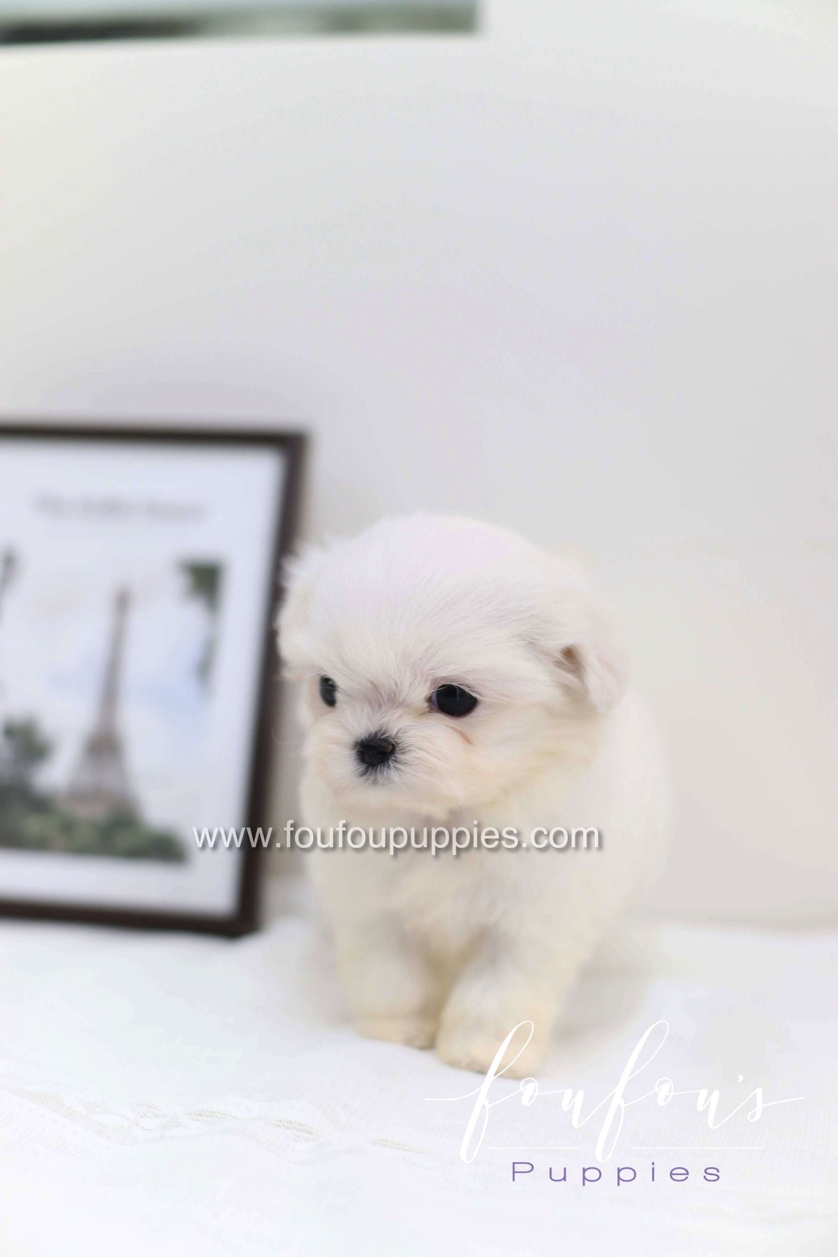 Cléo - Maltese F.