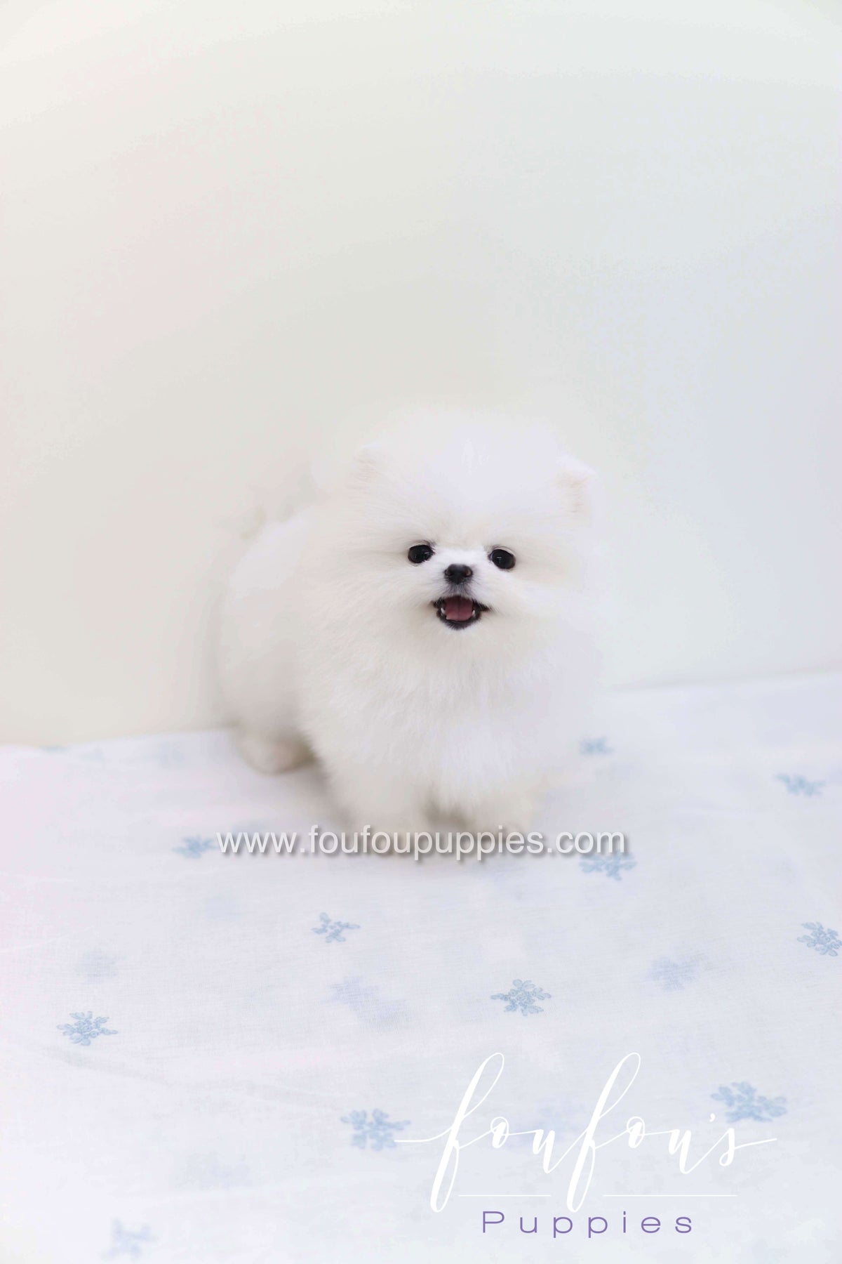 Boo - Pomeranian M.