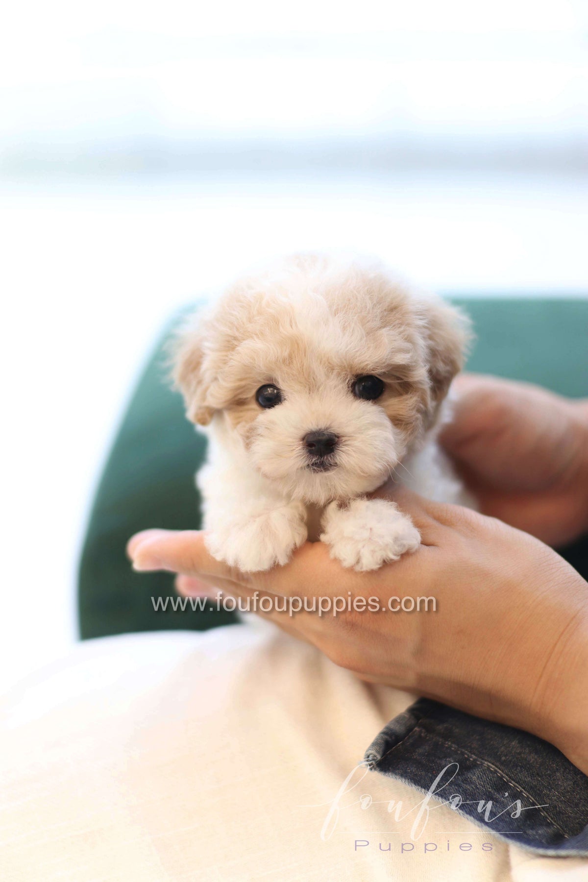 Mori - Poodle F.