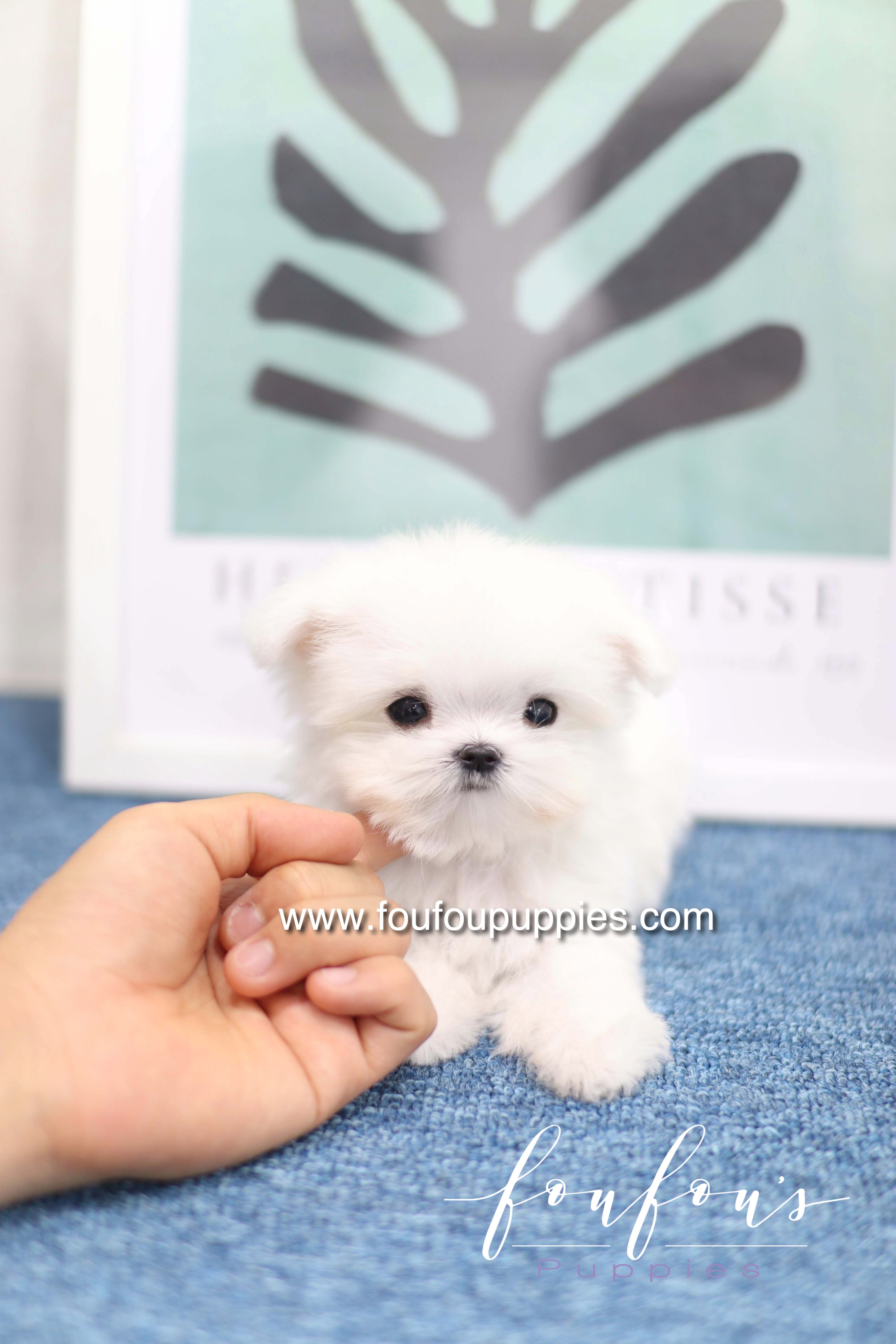 Daisy - Maltese F. -