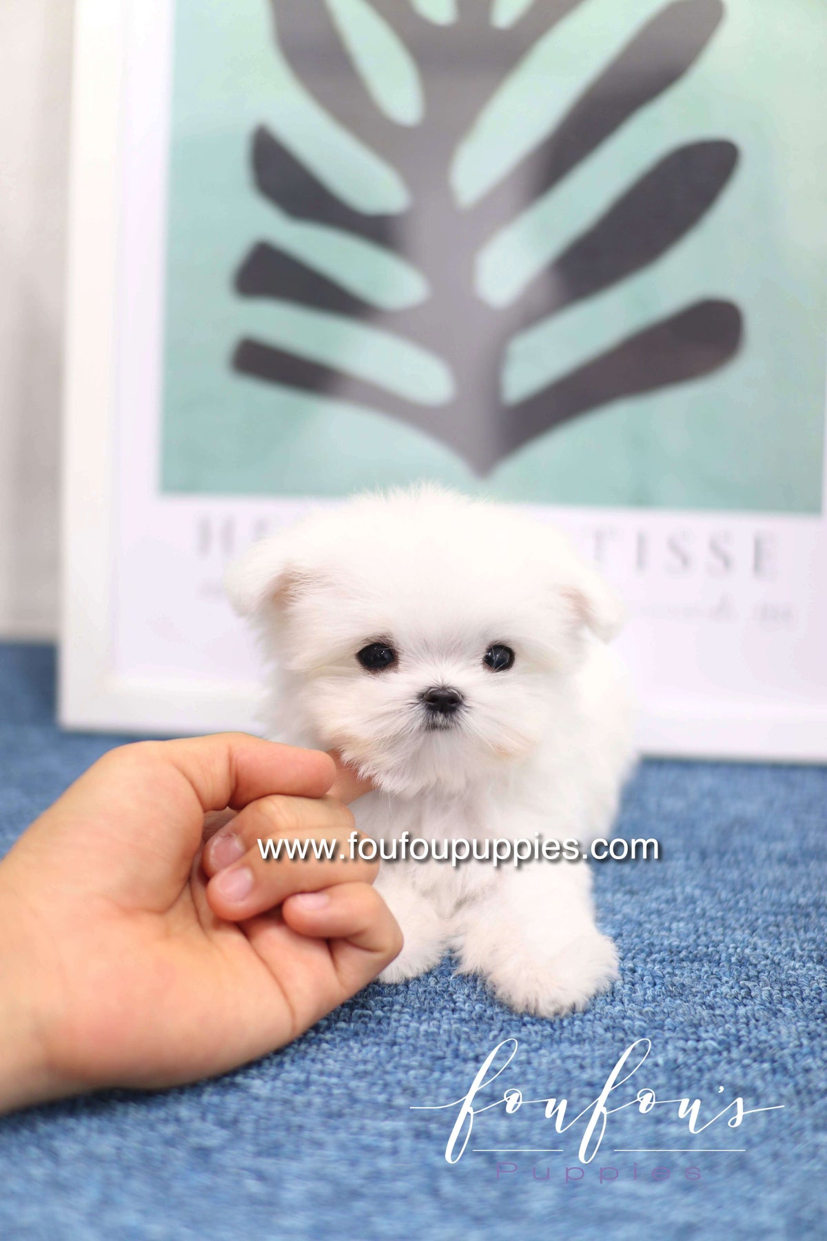 Daisy - Maltese F. -