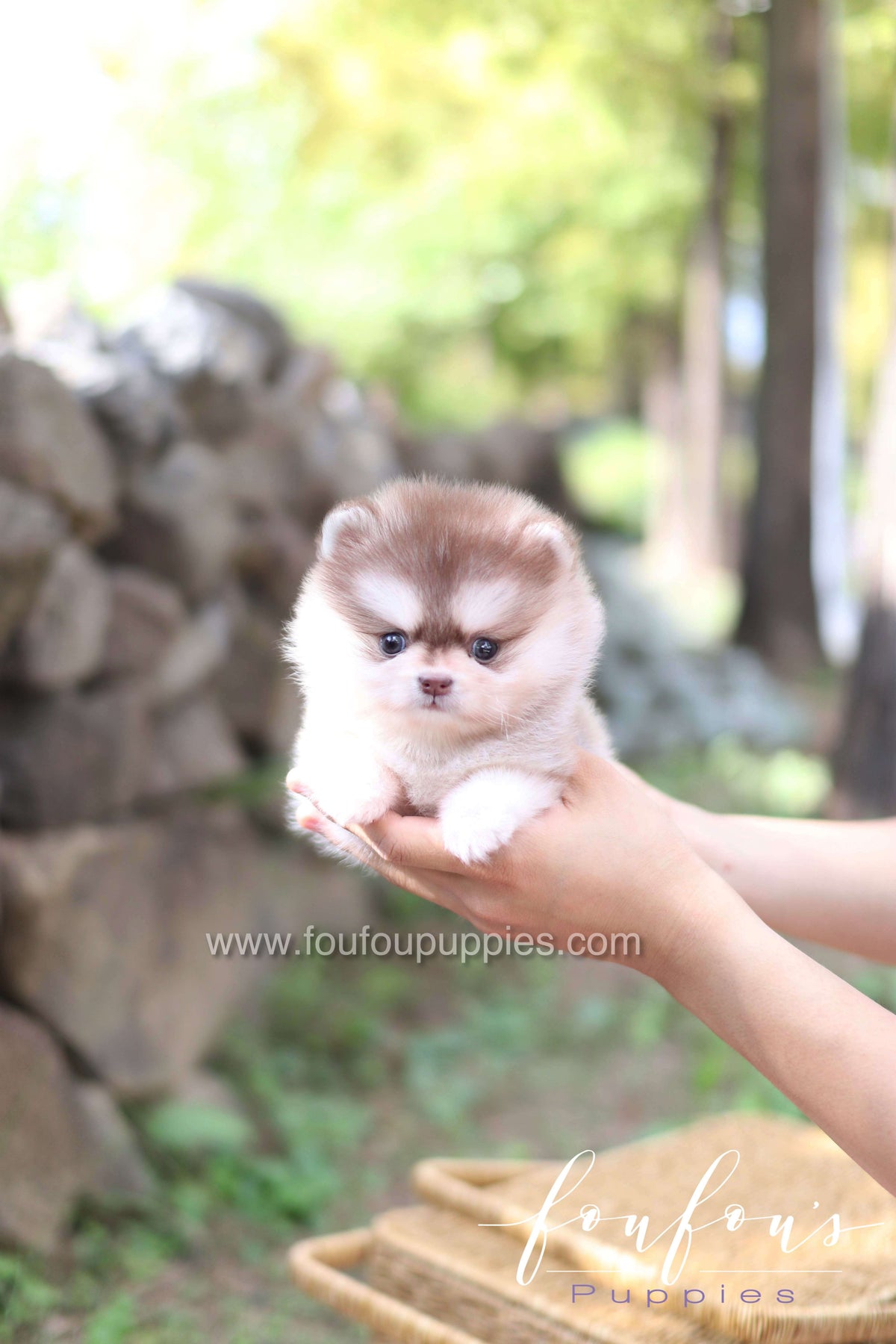 Miu - Pomsky F.