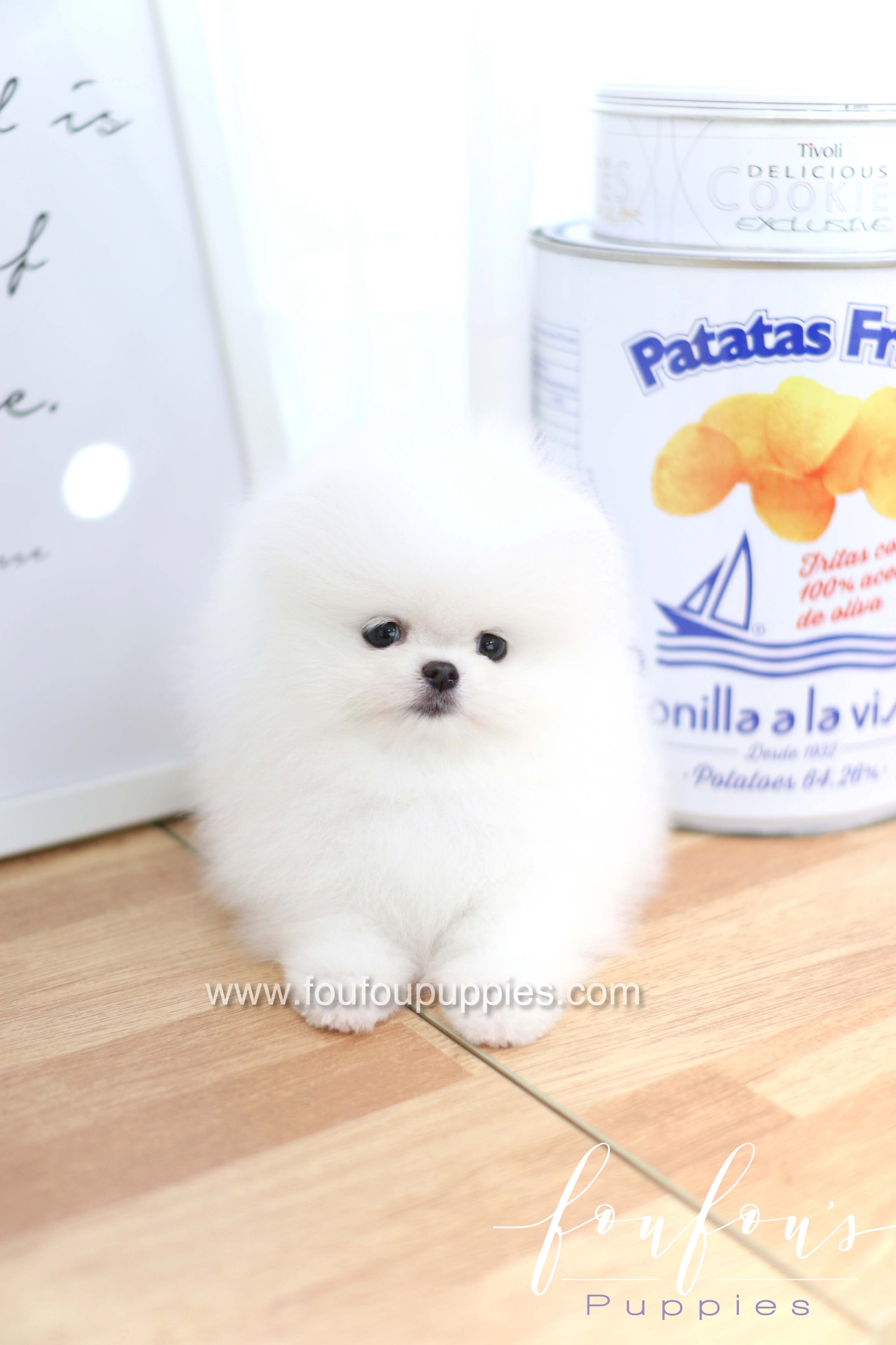 Dior - Pomeranian F.