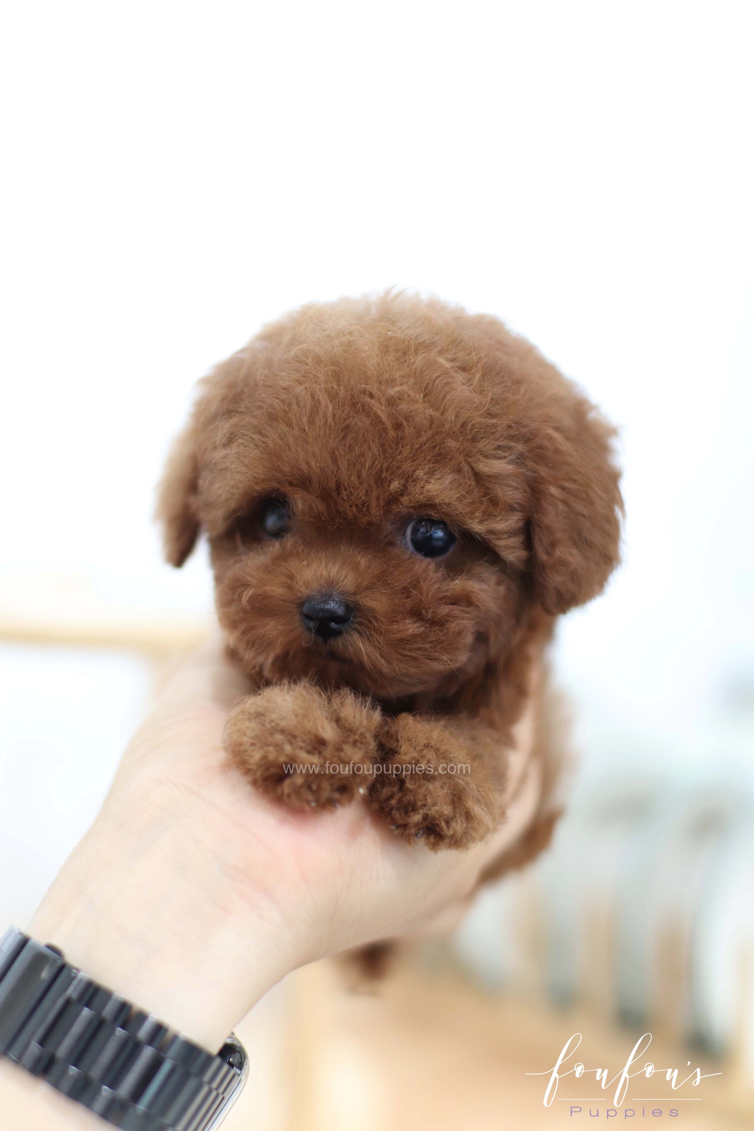 Lady - Poodle F. -