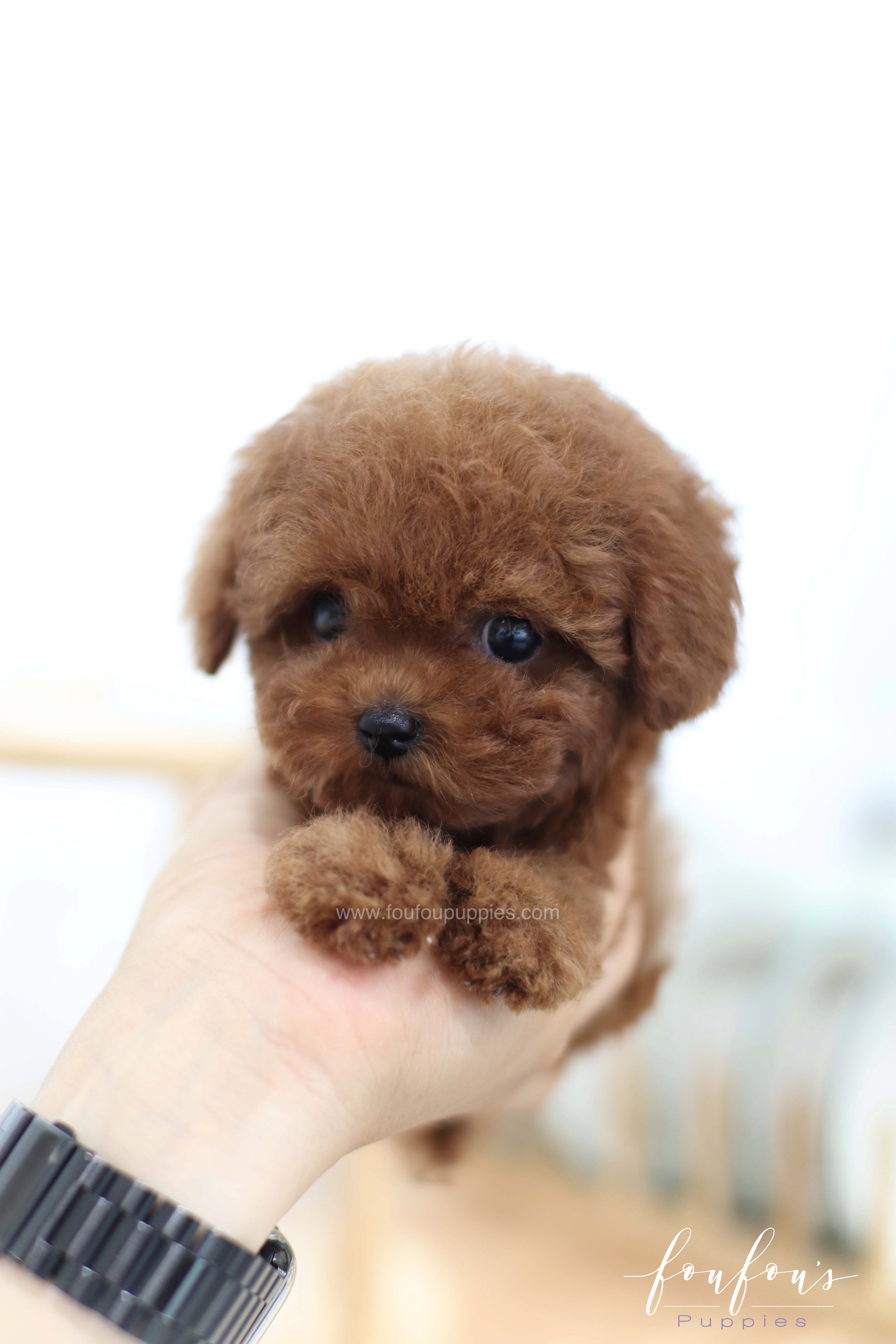 Lady - Poodle F. -