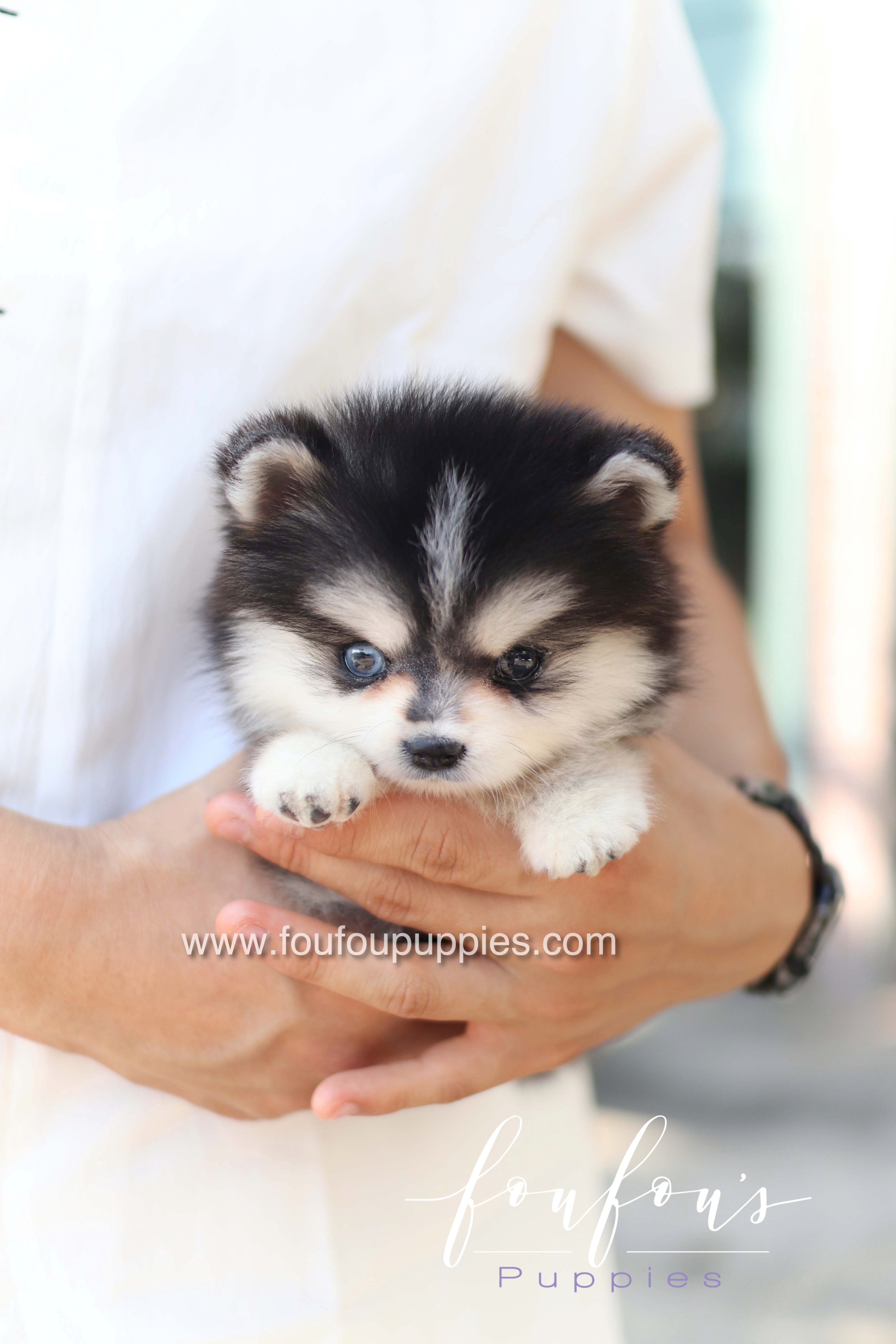 Moíshi - Pomsky M.