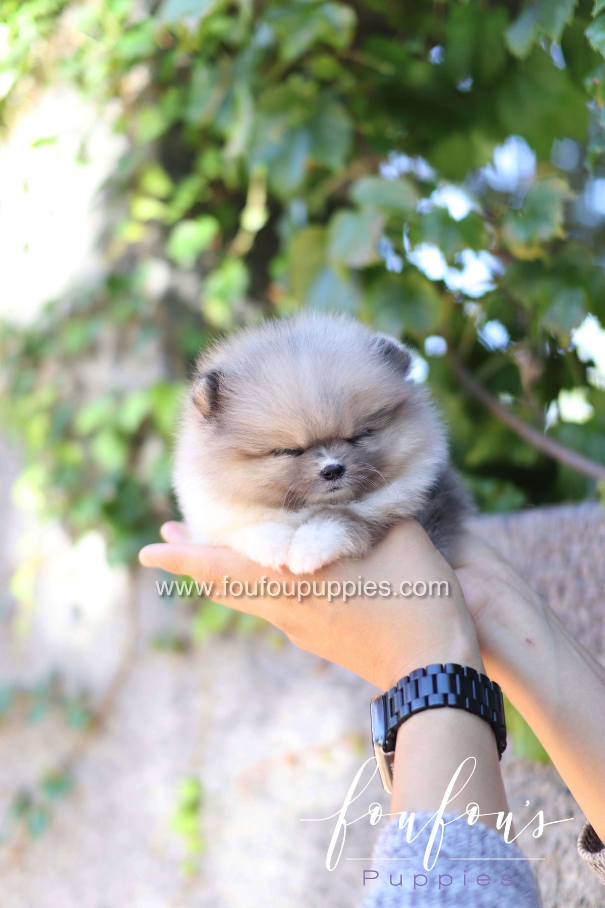 Zephyr - Pomeranian M.