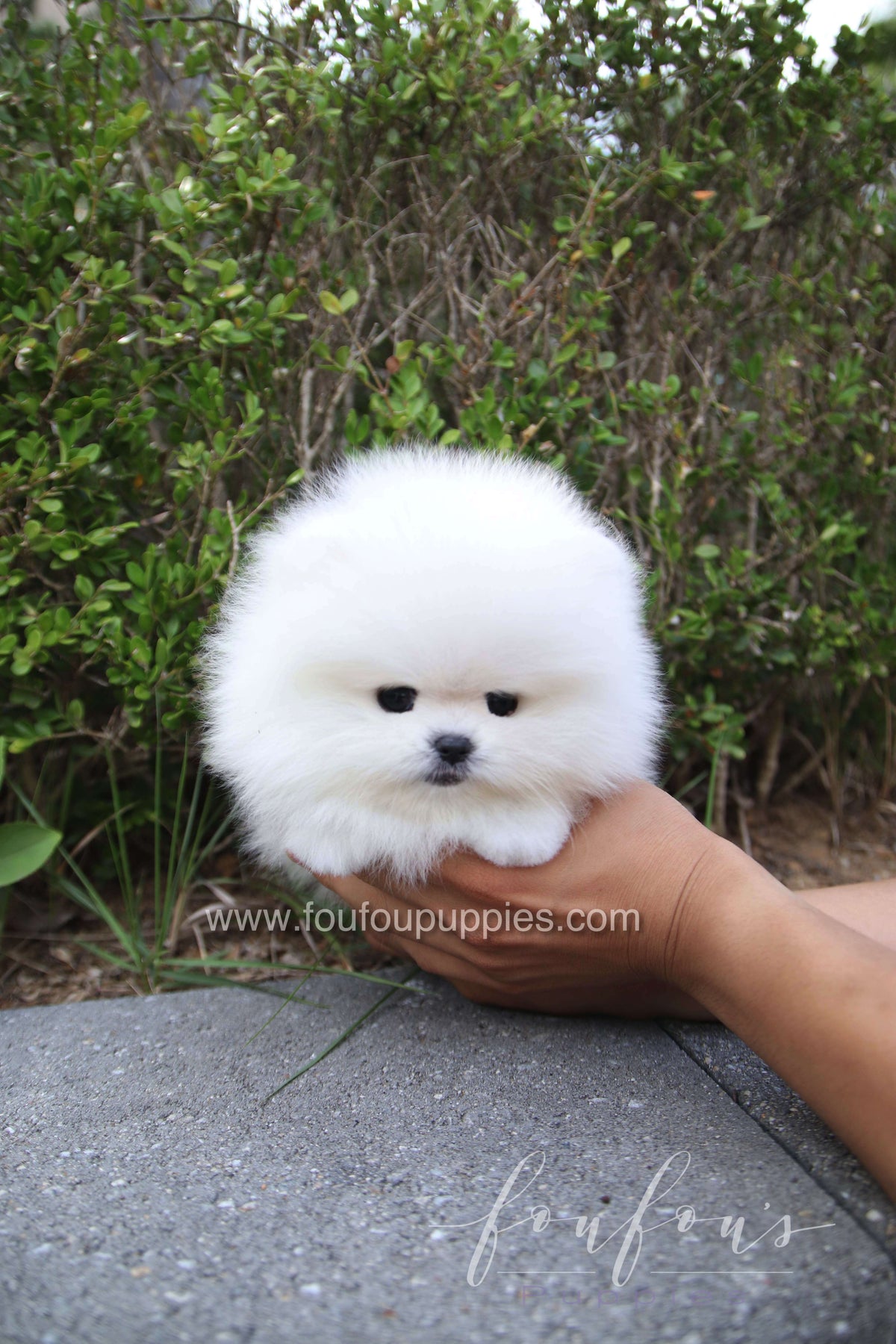 Marshmallow - Pomeranian M.
