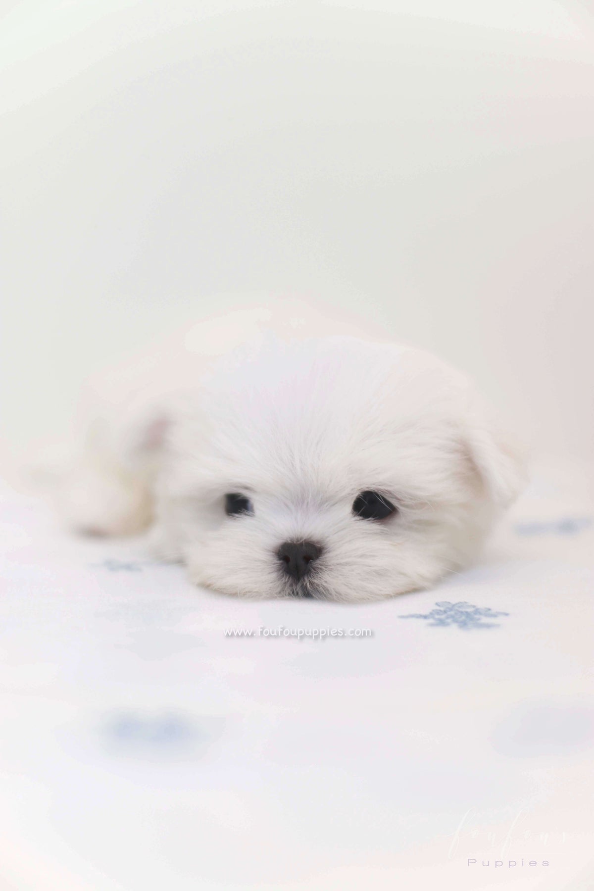 Willow - Maltese F.