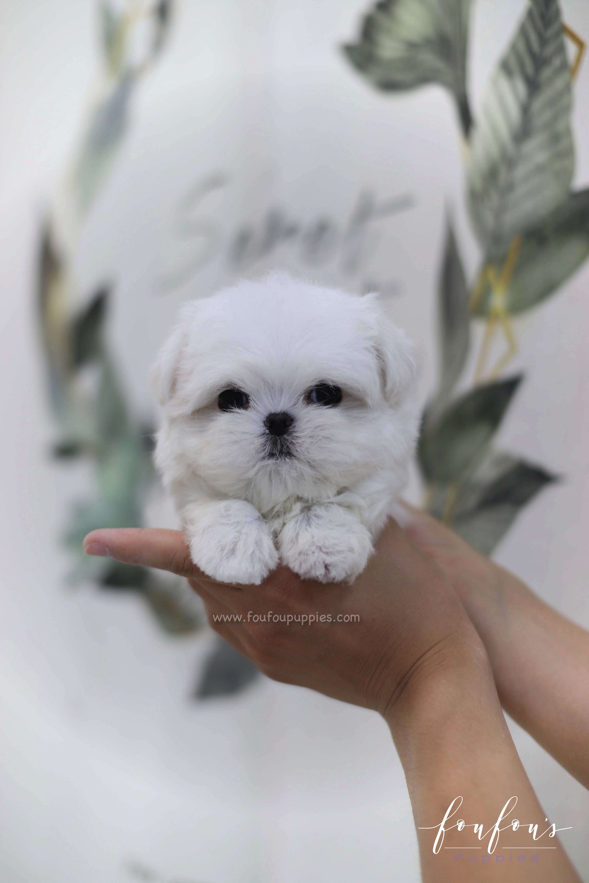 Henry - Maltese M.