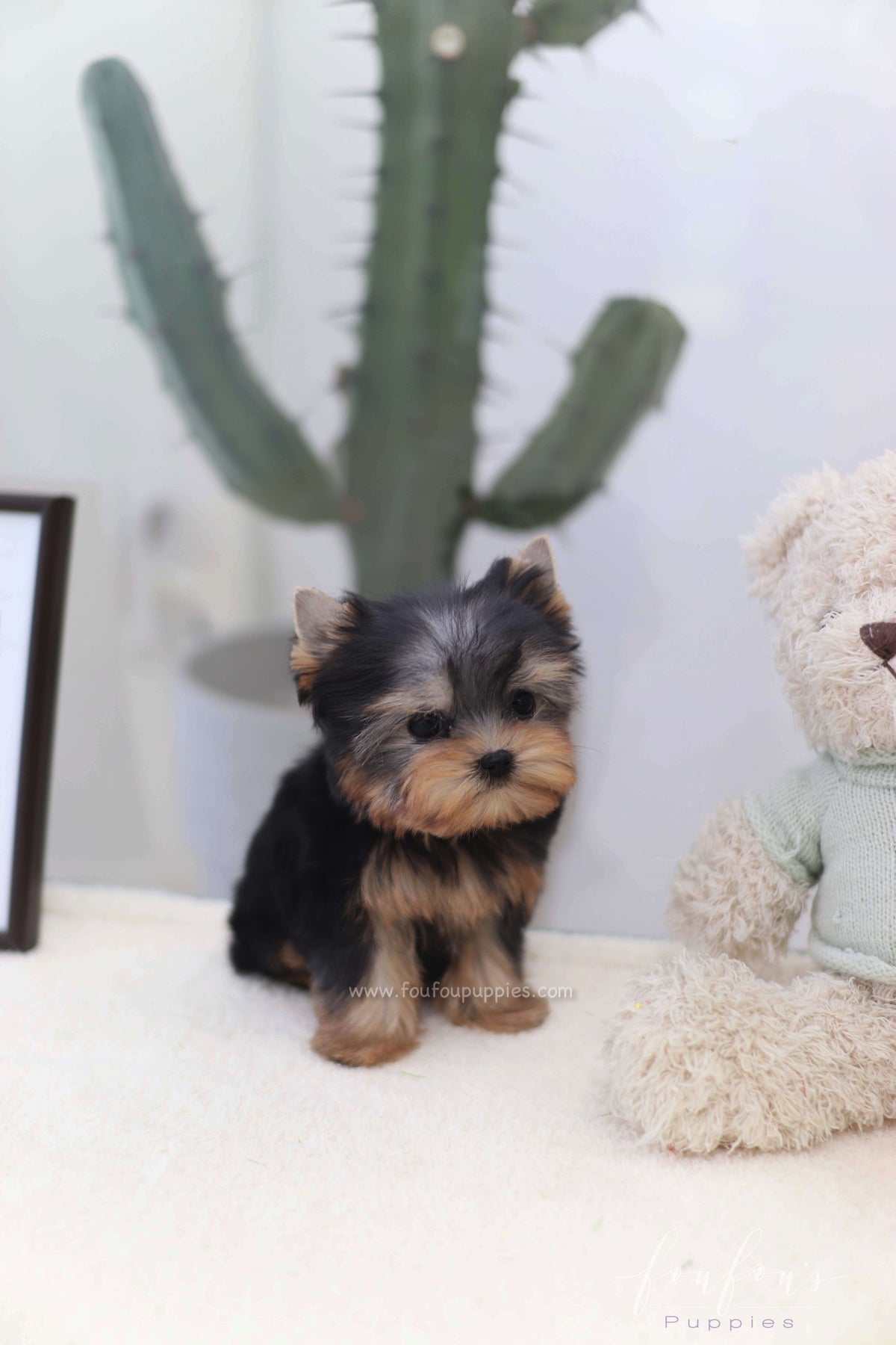 Tinker - Yorkshire Terrier F.