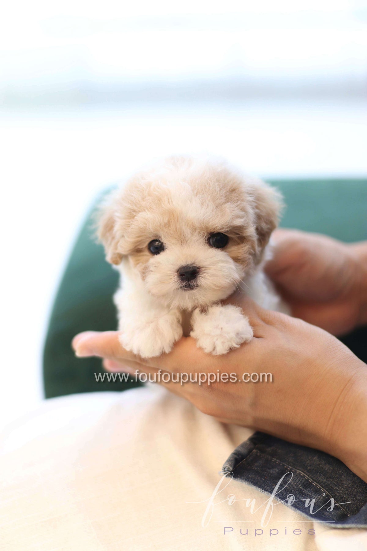 Mori - Poodle F.