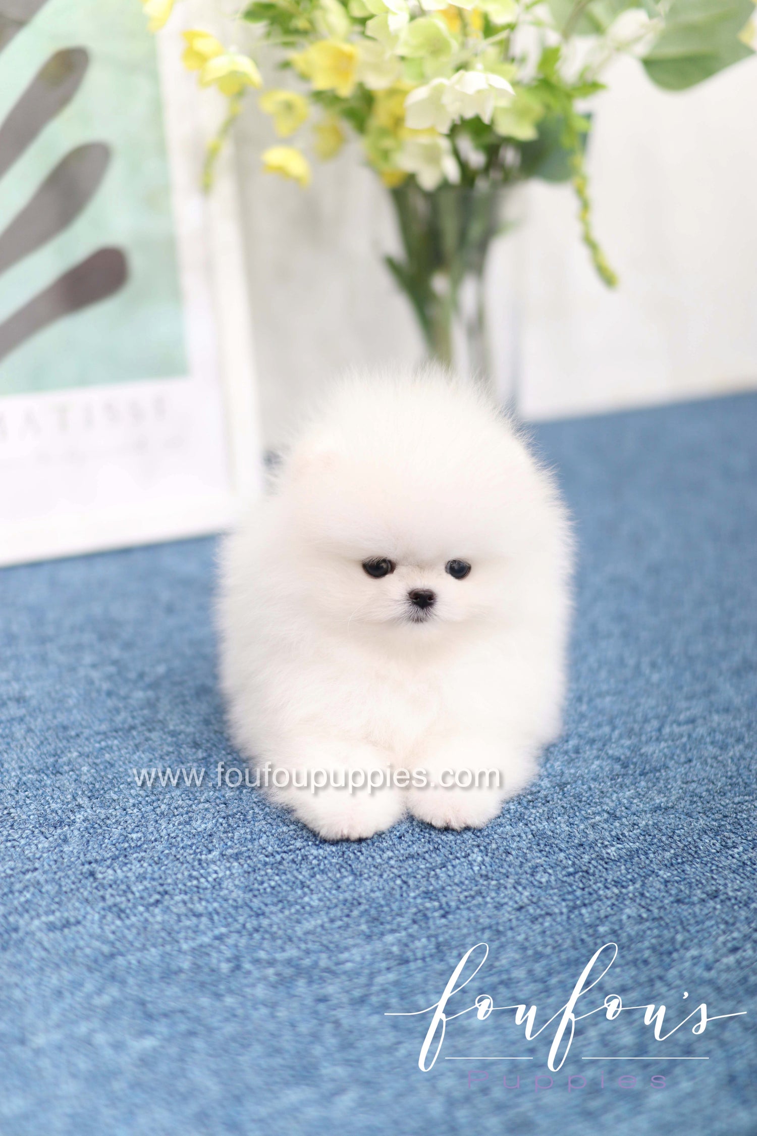 Teddy - Pomeranian M.