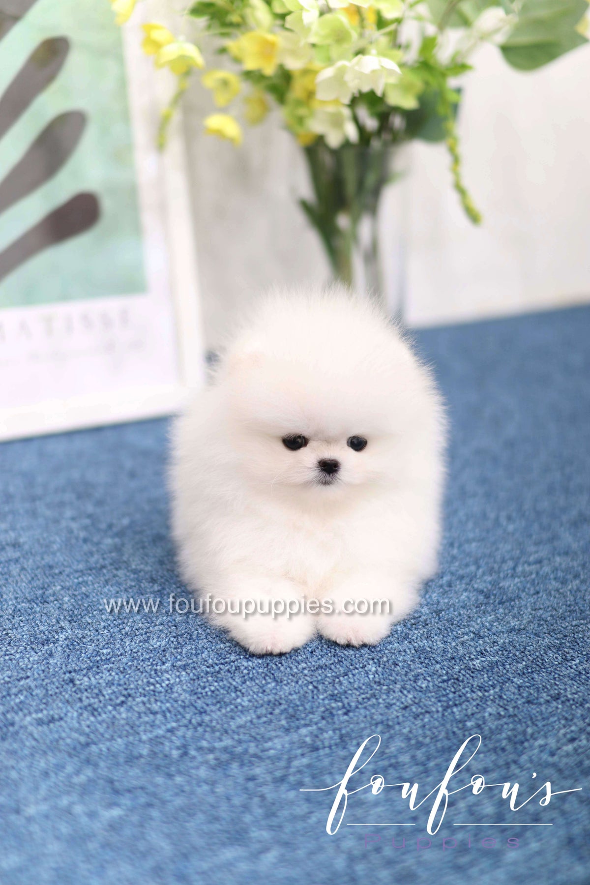 Teddy - Pomeranian M.