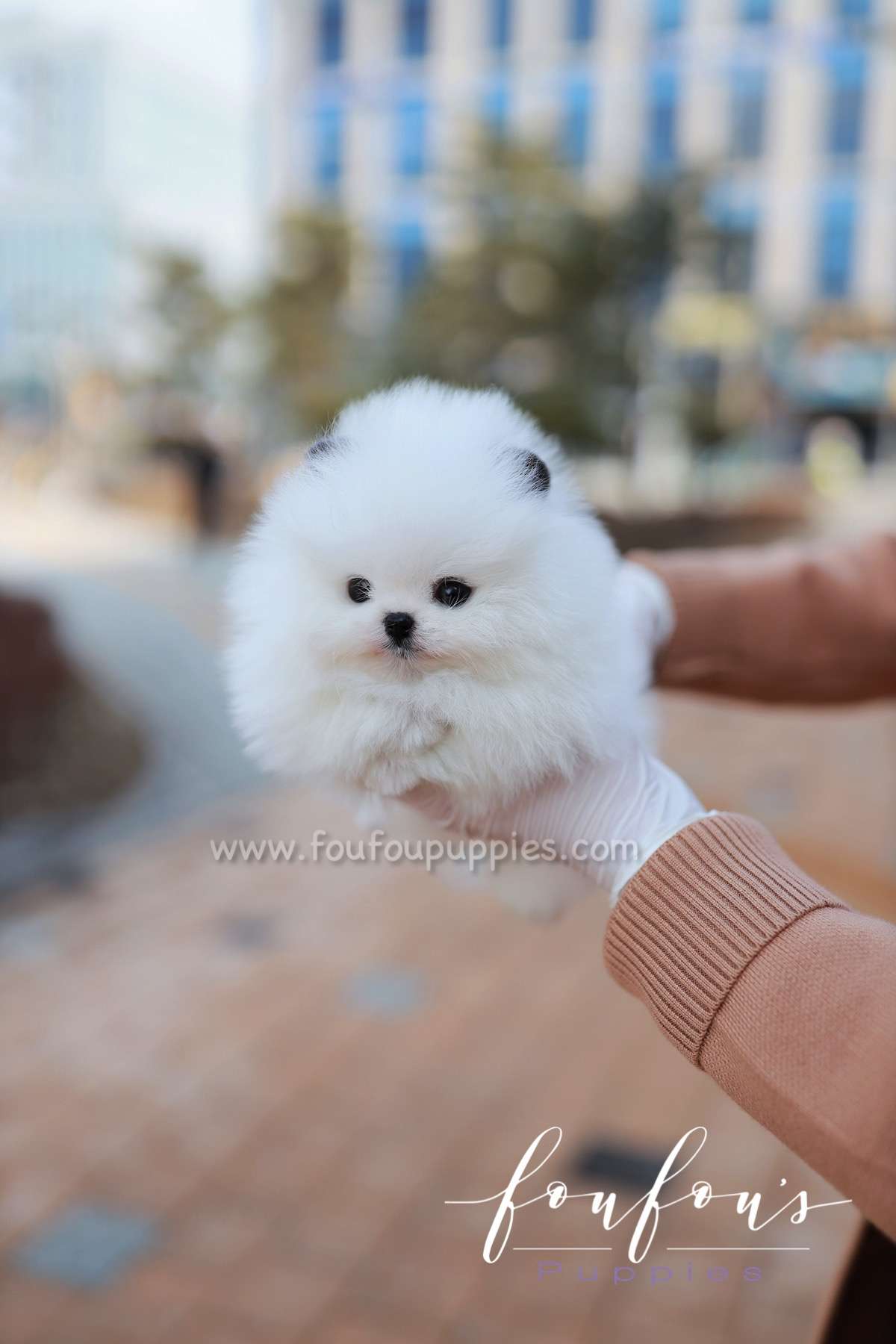 Minou - Pomeranian F.
