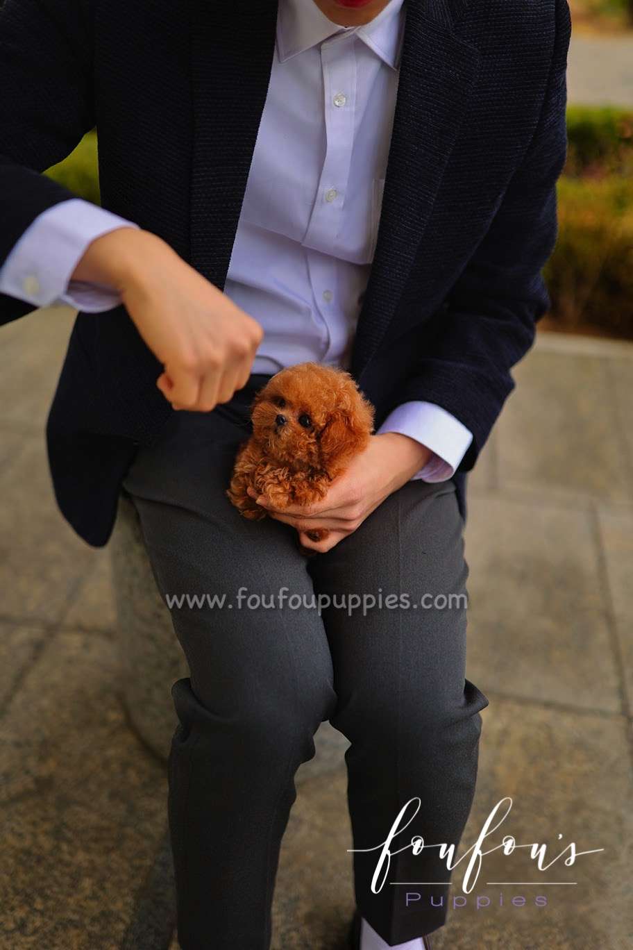 Rouge - Poodle F.