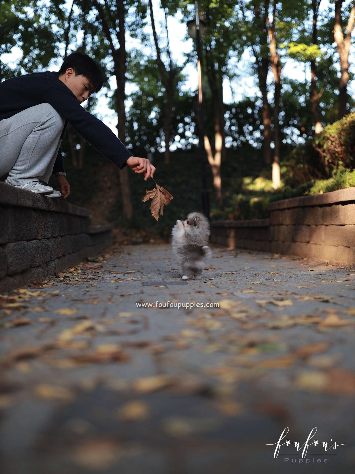 Luxor - Pomeranian M.