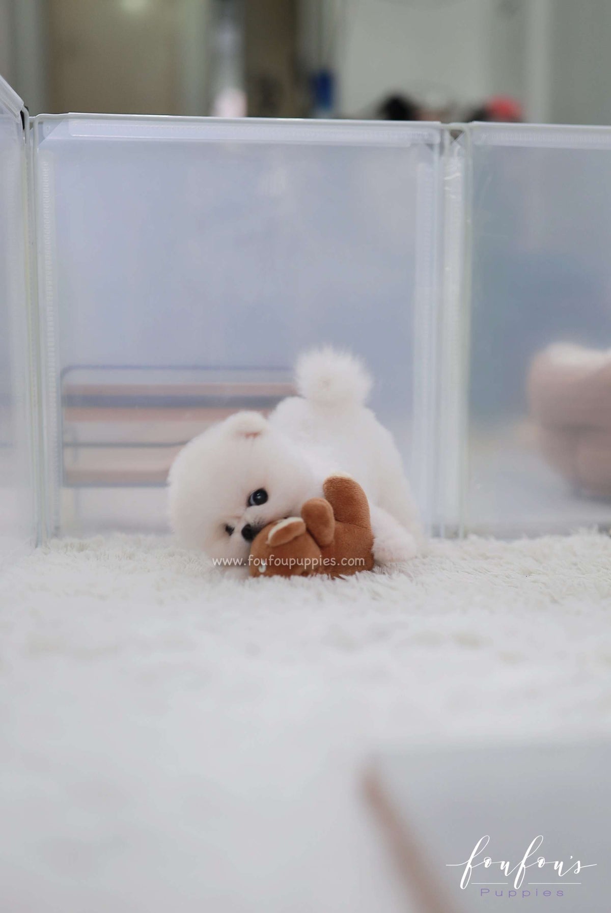 BooBear - Pomeranian M.