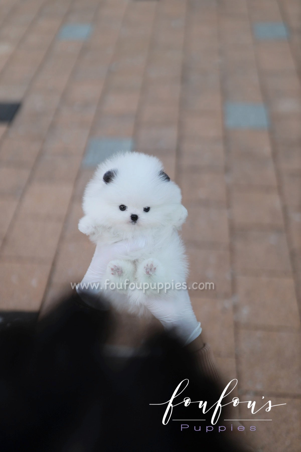 Minou - Pomeranian F.