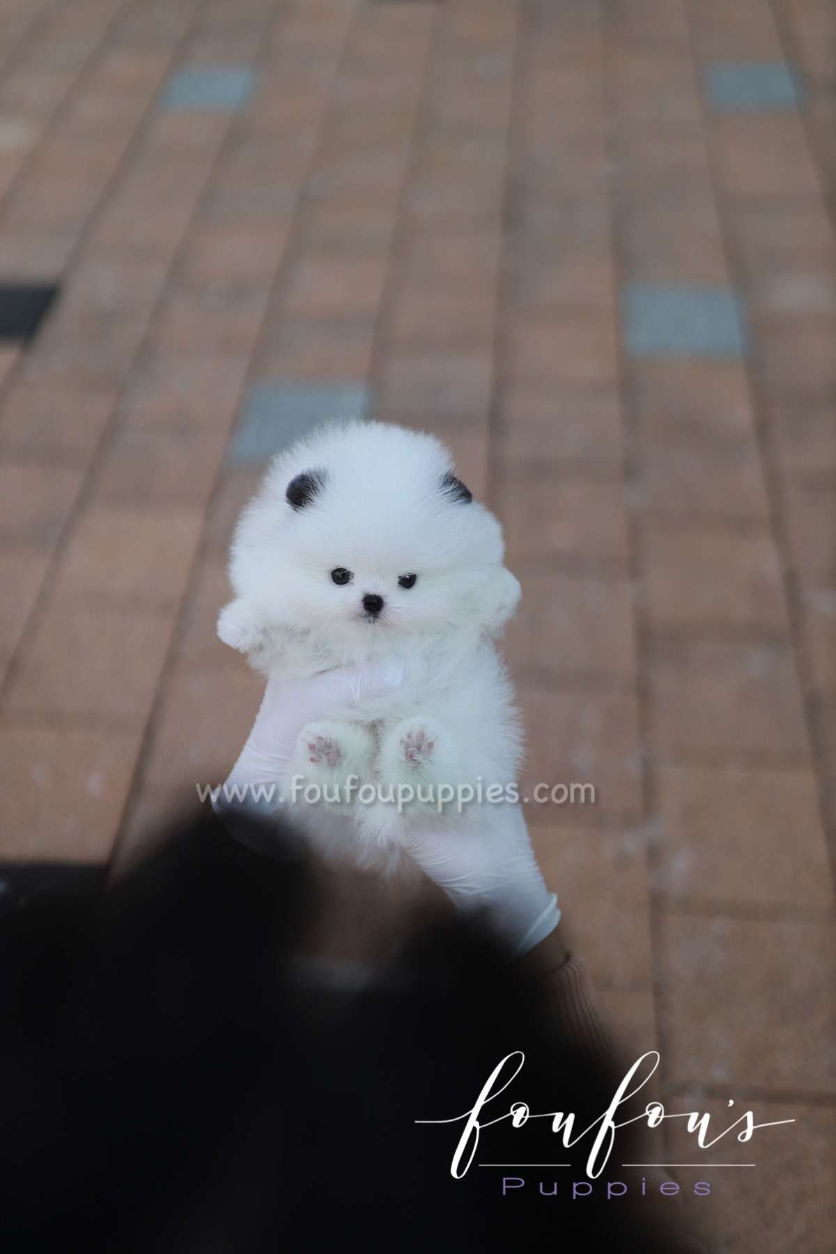 Minou - Pomeranian F.