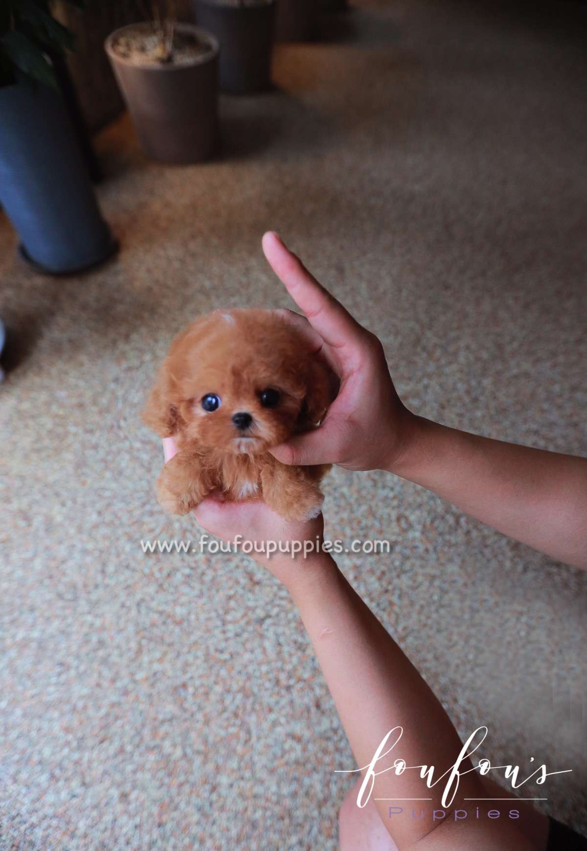 Saffron - Poodle F.