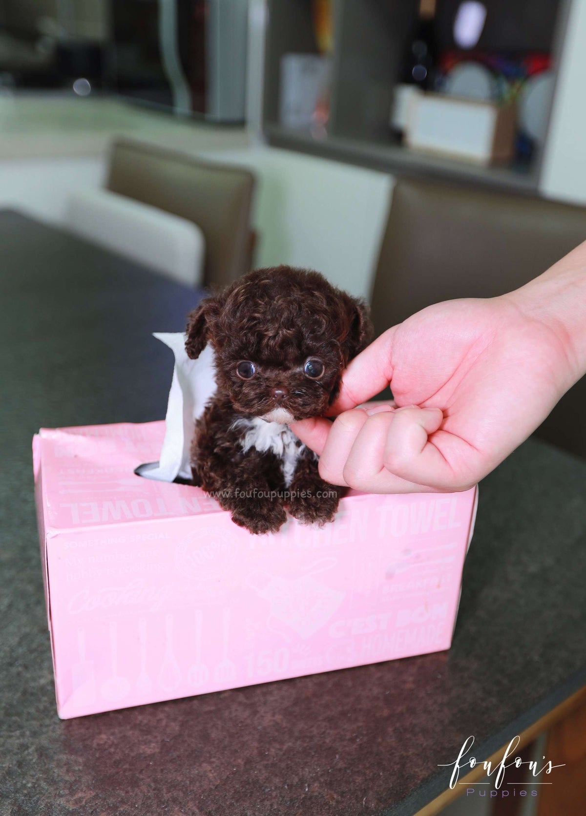 Mocha - Poodle F.