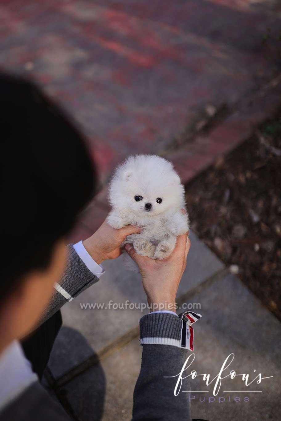 Bijou - Pomeranian F.