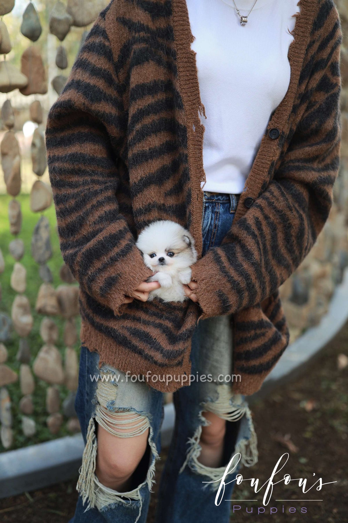Cleo - Pomeranian F.