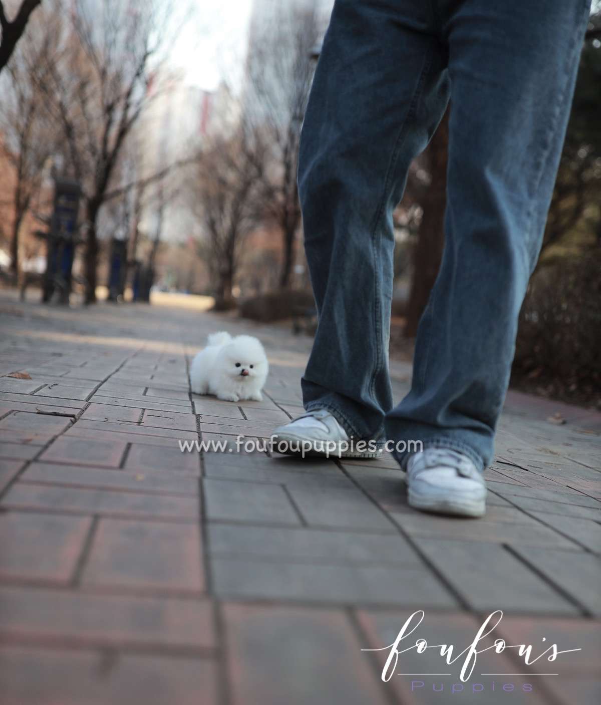 Pearl - Pomeranian F.