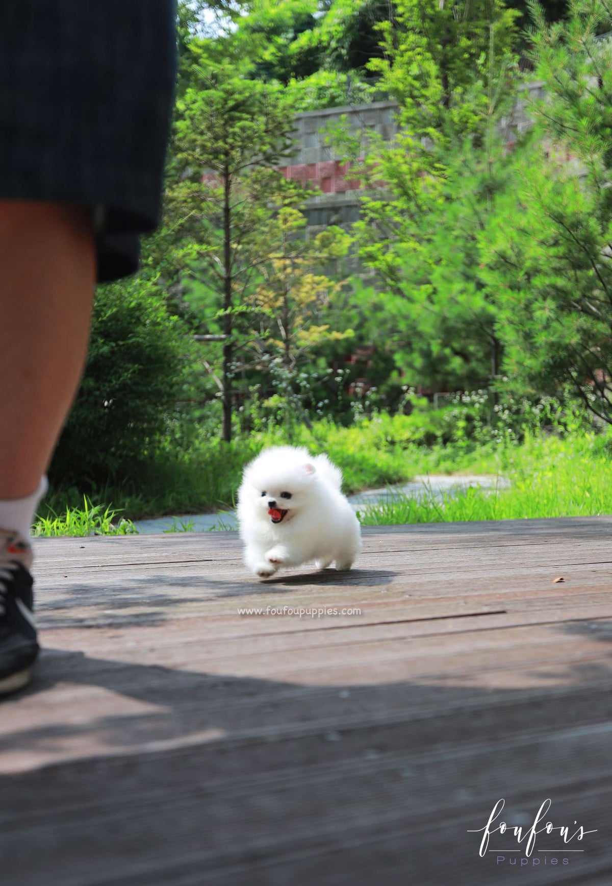 Willow - Pomeranian F.